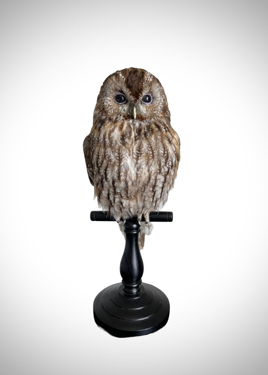 Tawny Owl
