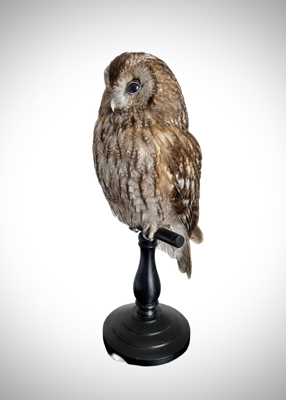 Tawny Owl