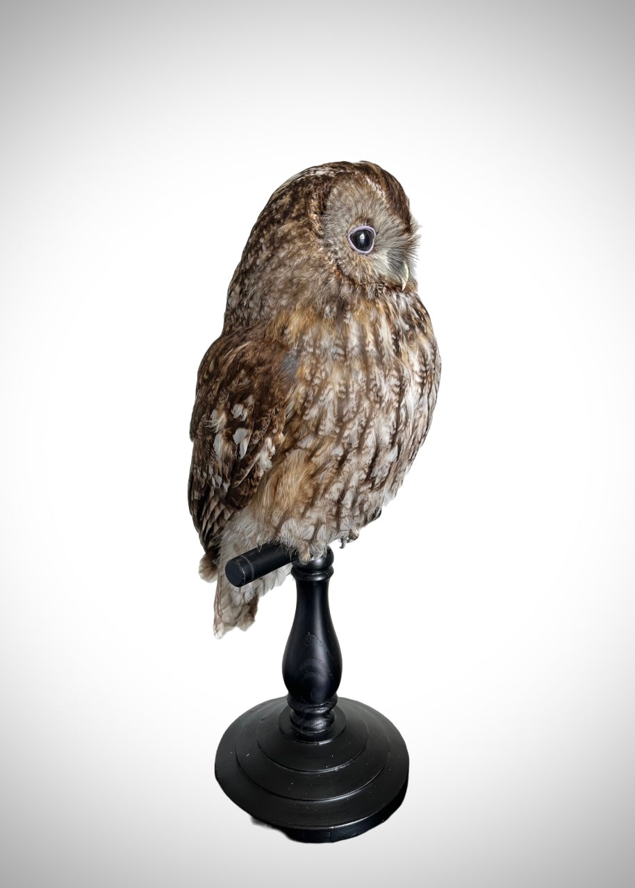 Tawny Owl