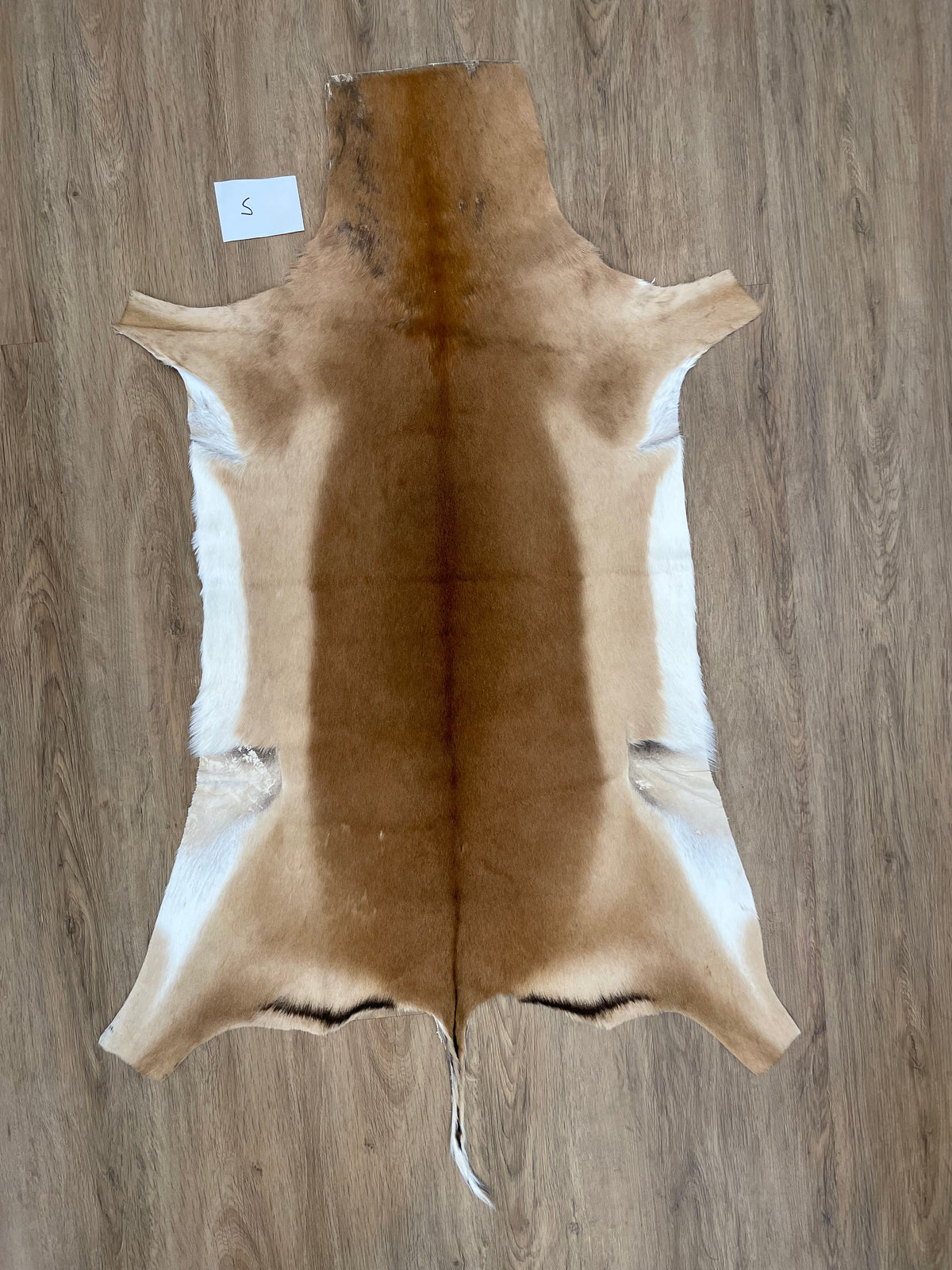 Impala Skin