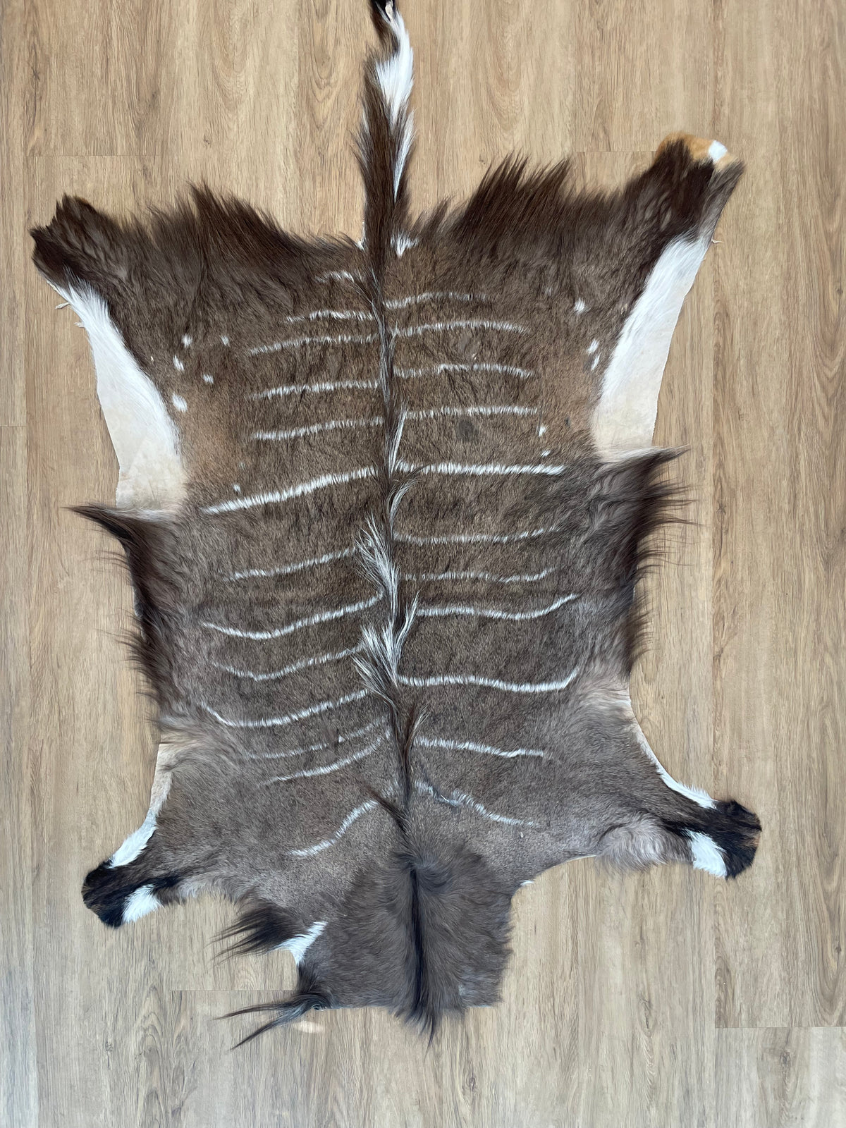 Nyala Skin