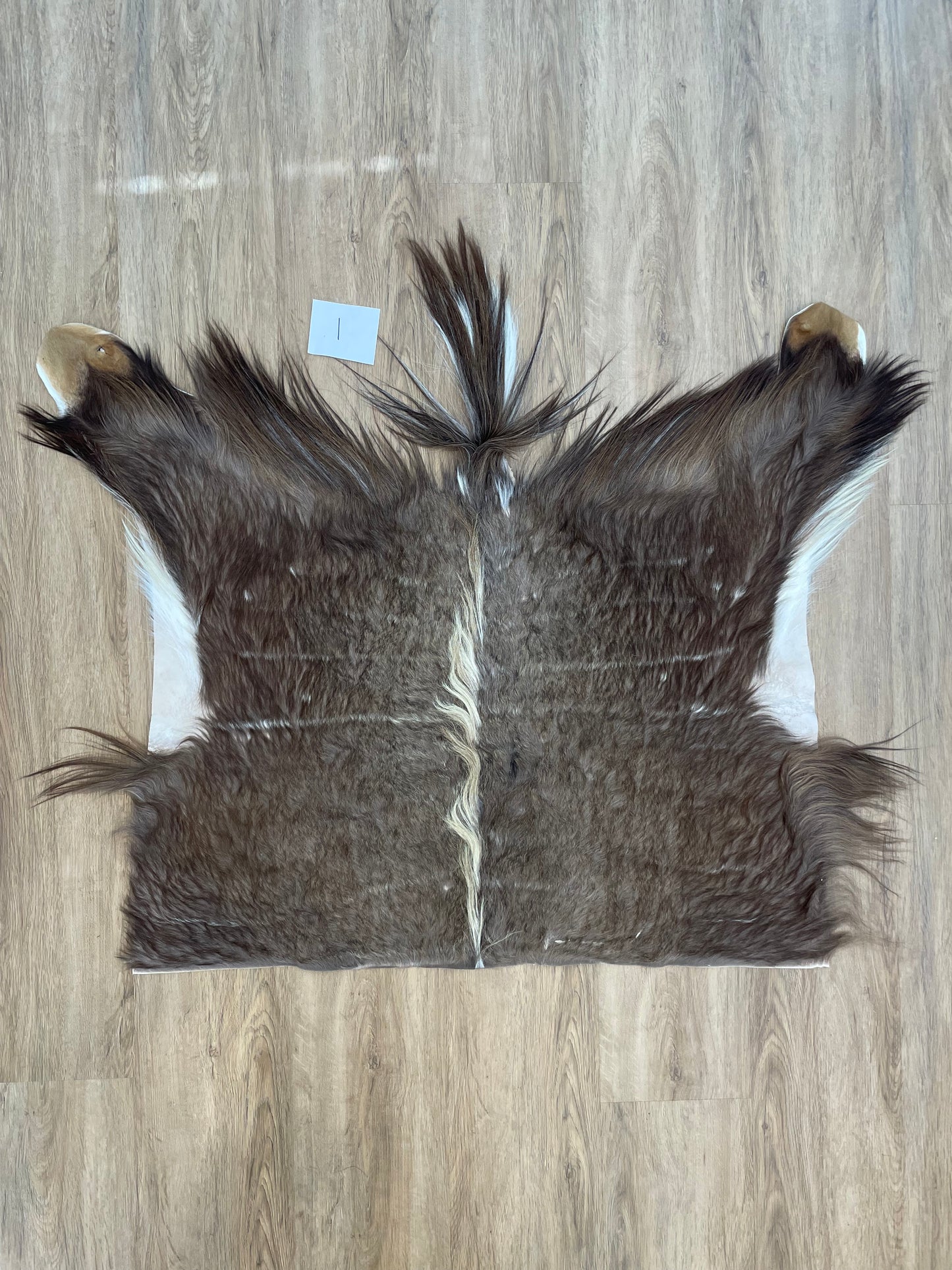 Nyala back Skin