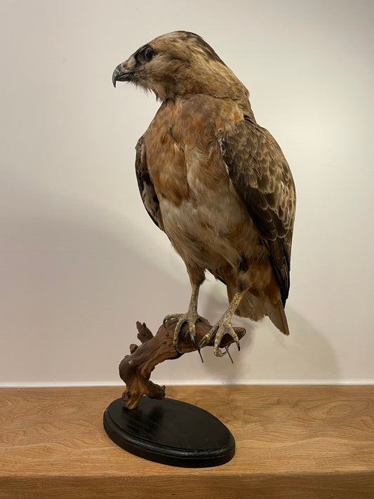 Jackal buzzard