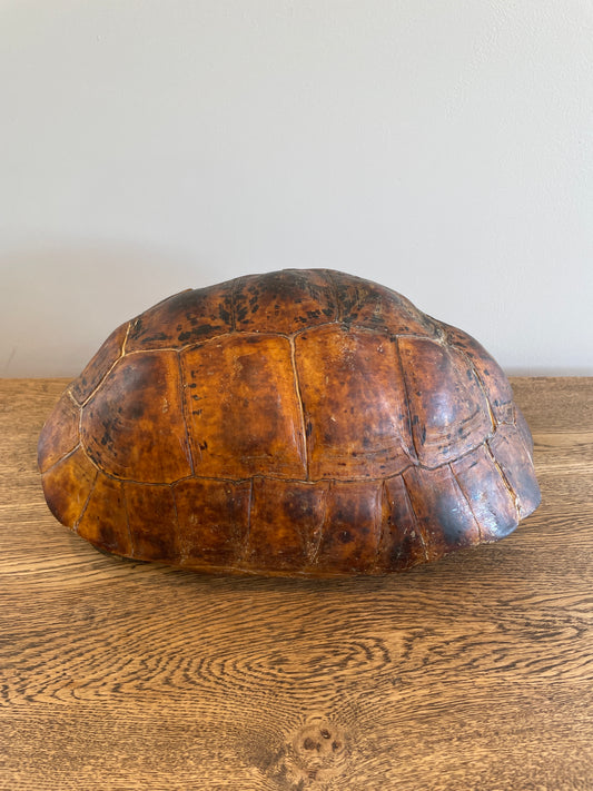 Dark Leopard Tortoise Shell B