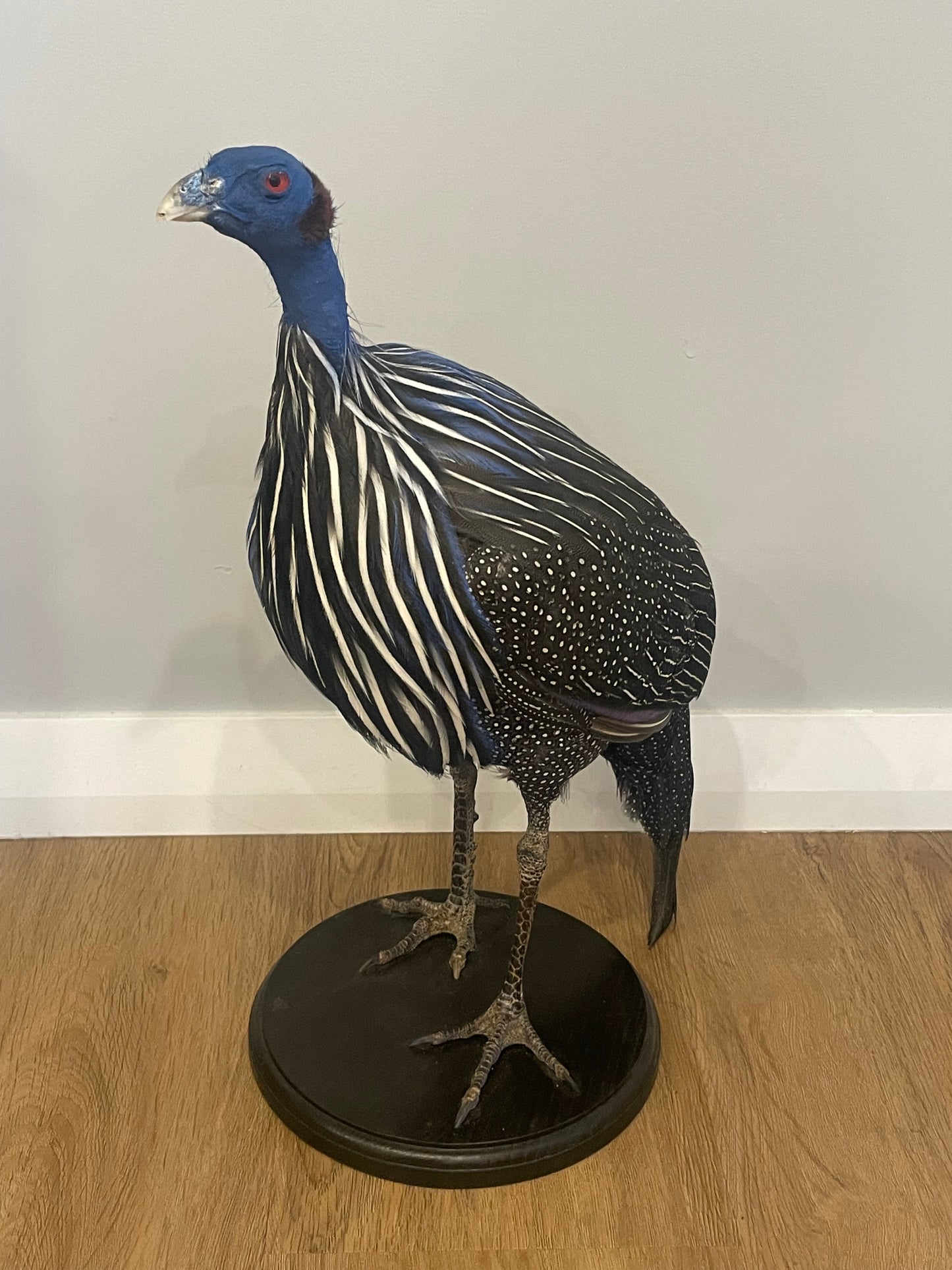 Vulturine Guinea Fowl