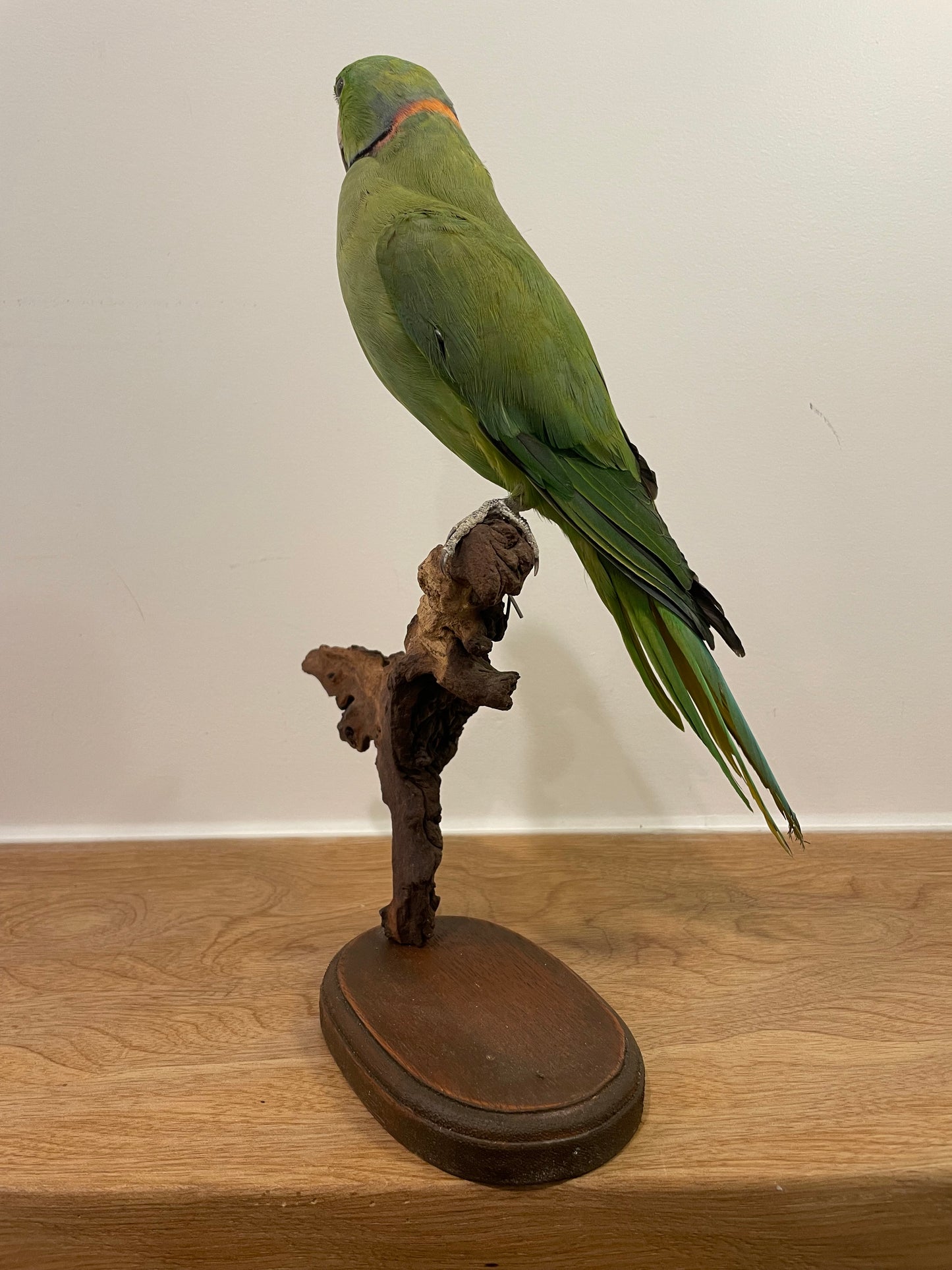 Alexandrine Parakeet