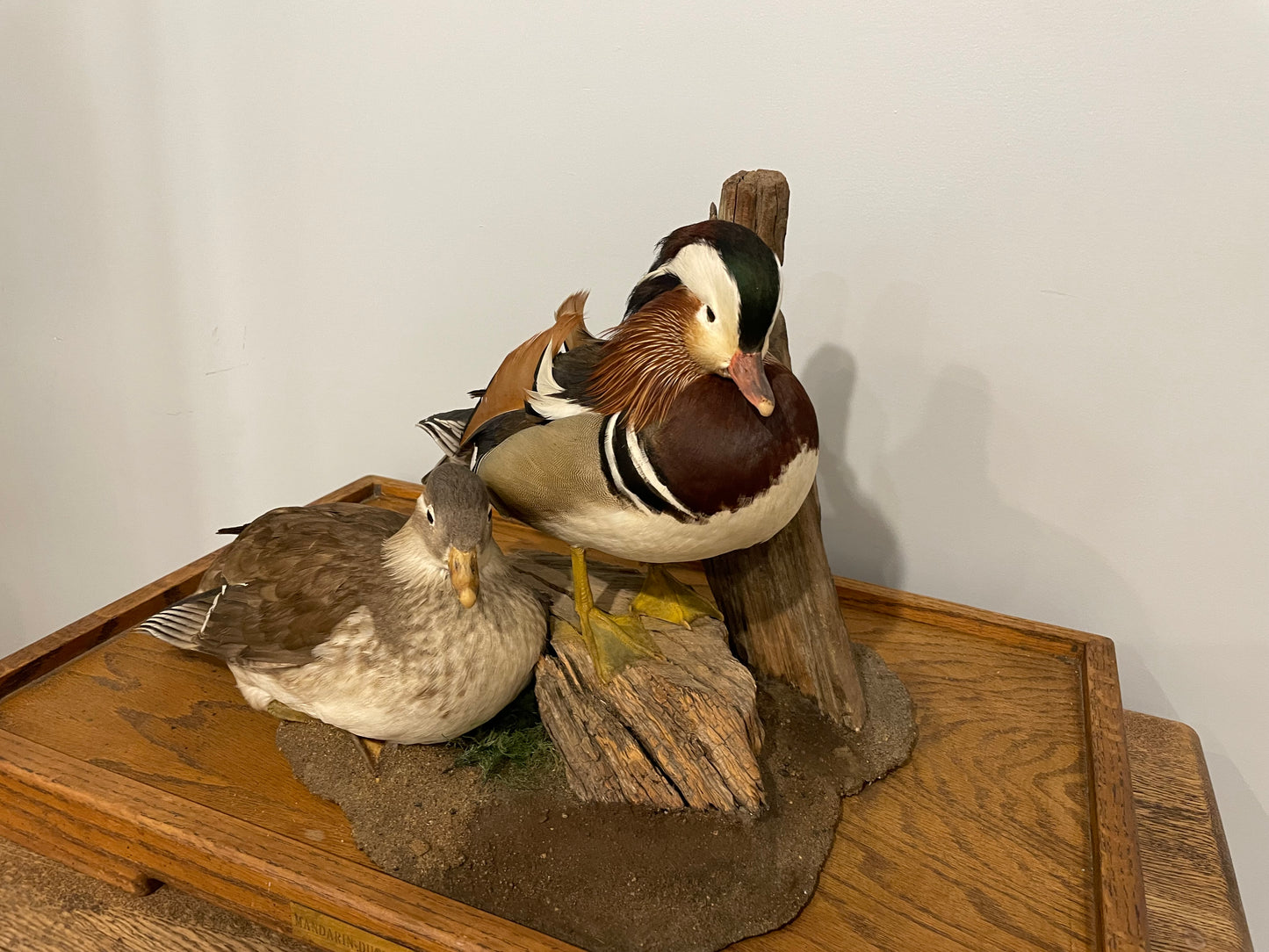 Pair of Mandarin Ducks
