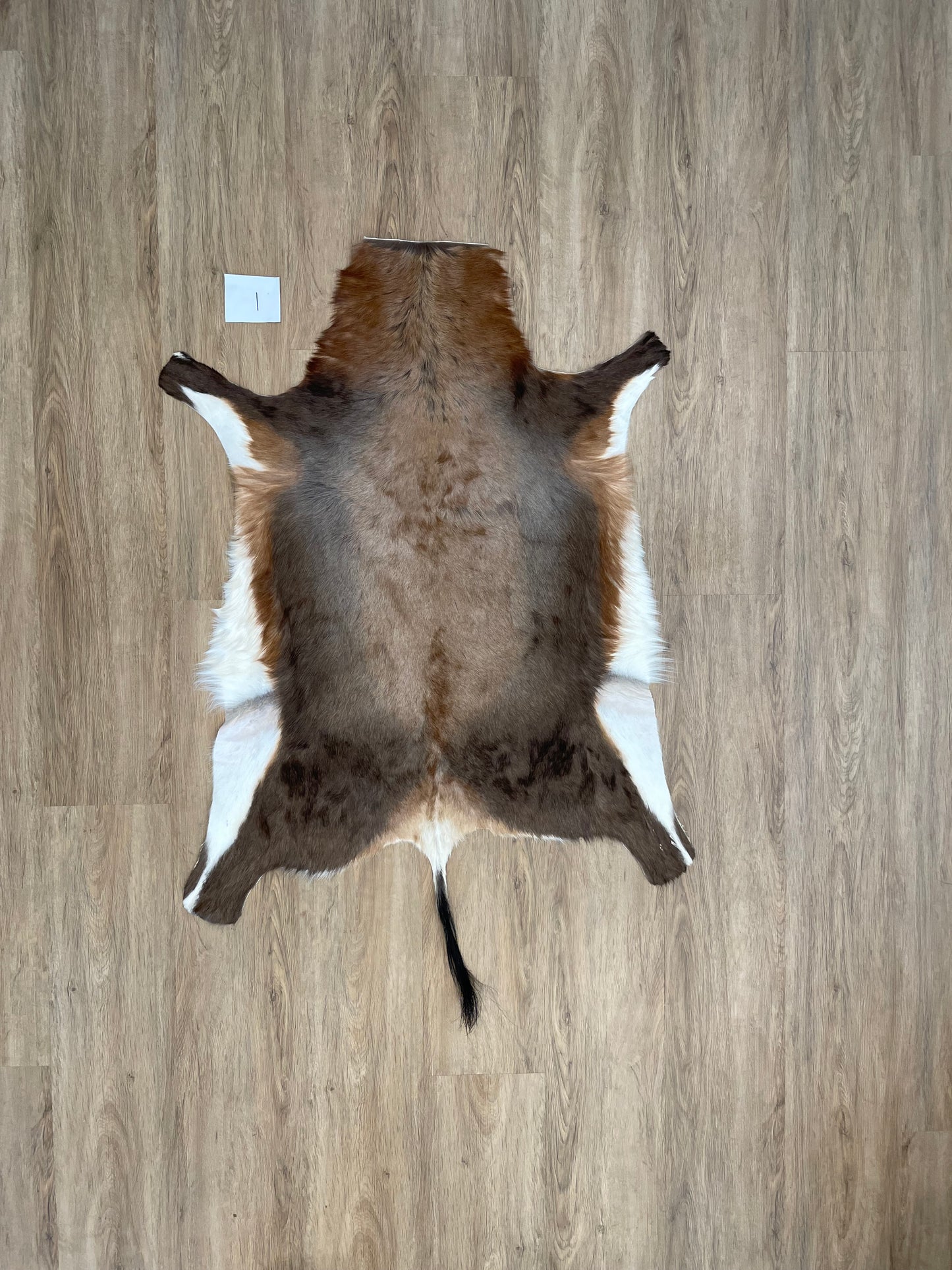 Blesbok Skin