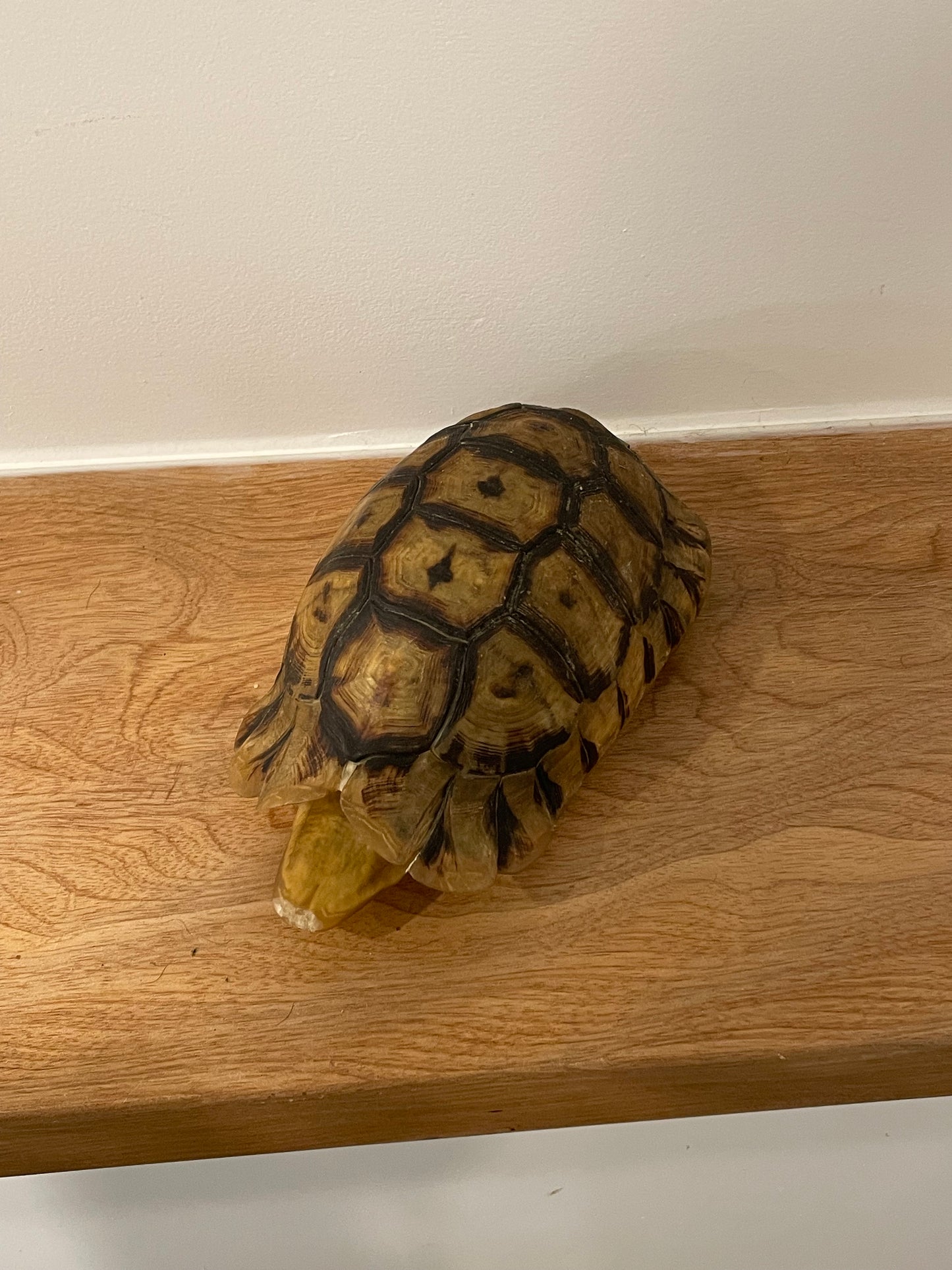 Angulate Tortoise Shell