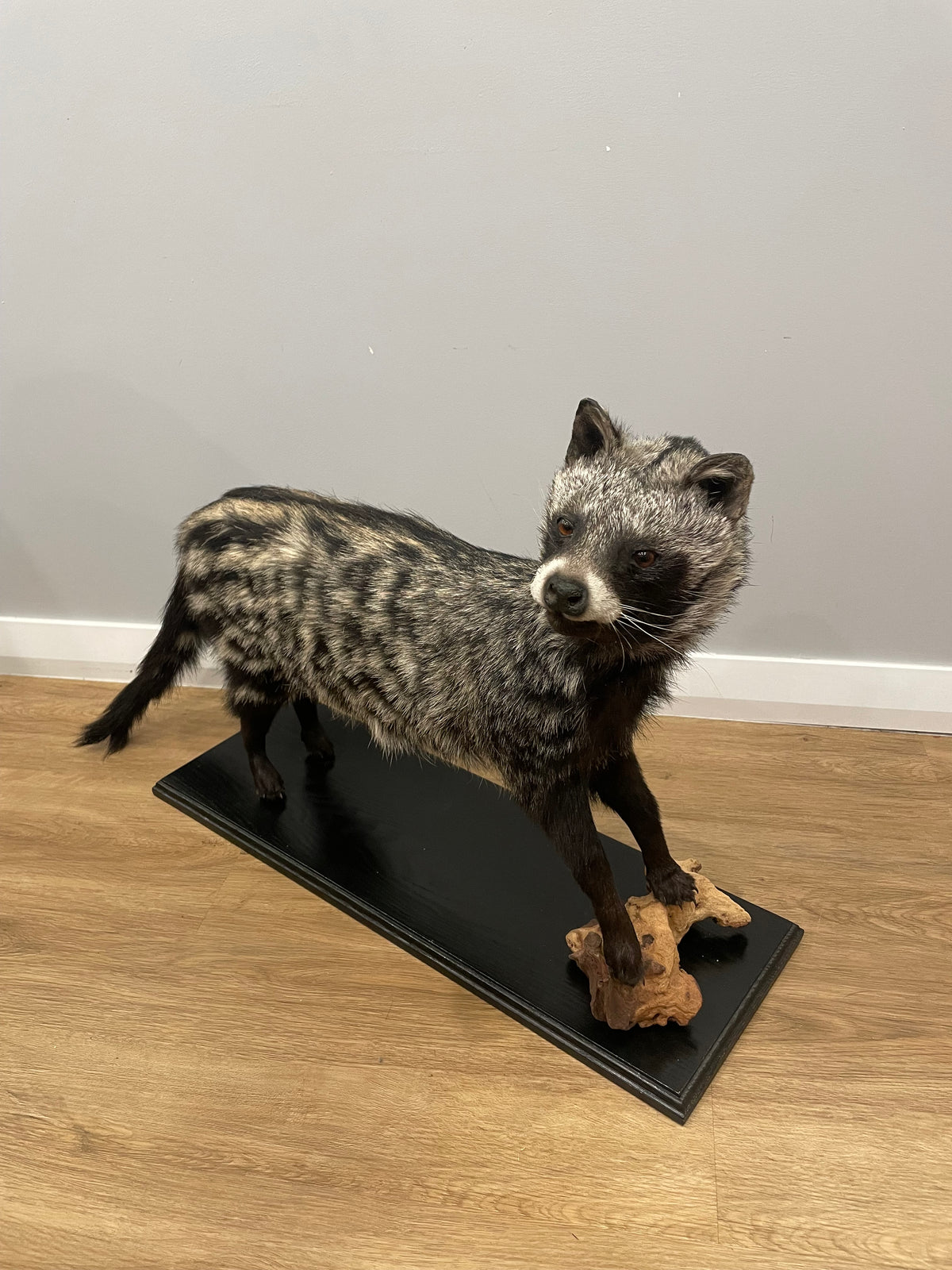African Civet