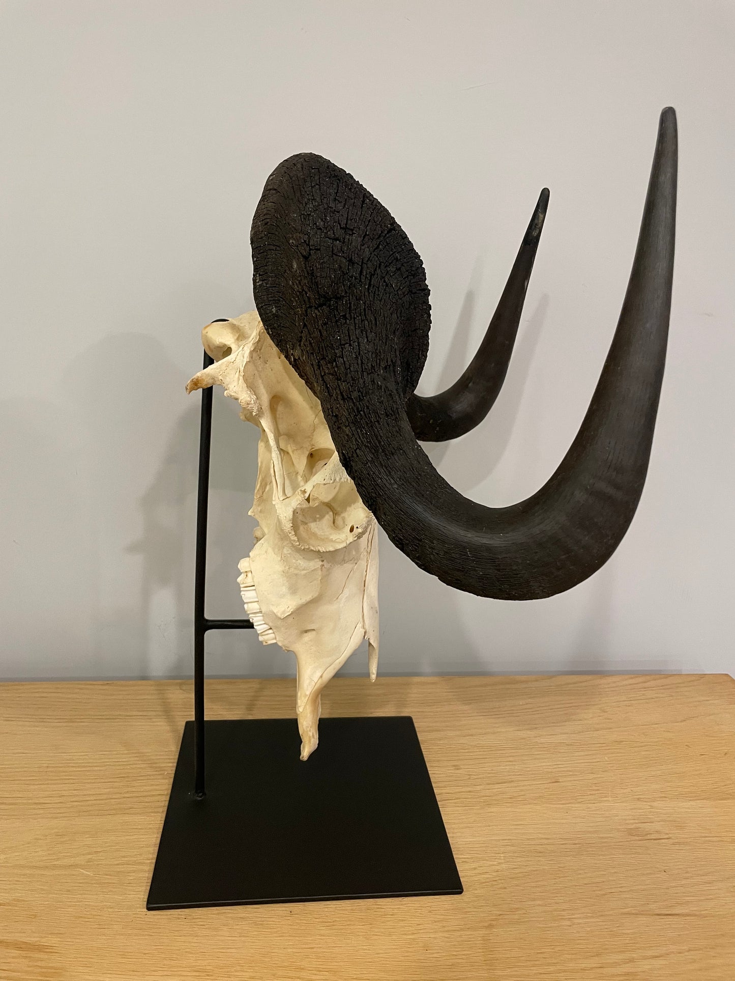 Black Wildebeest Skull