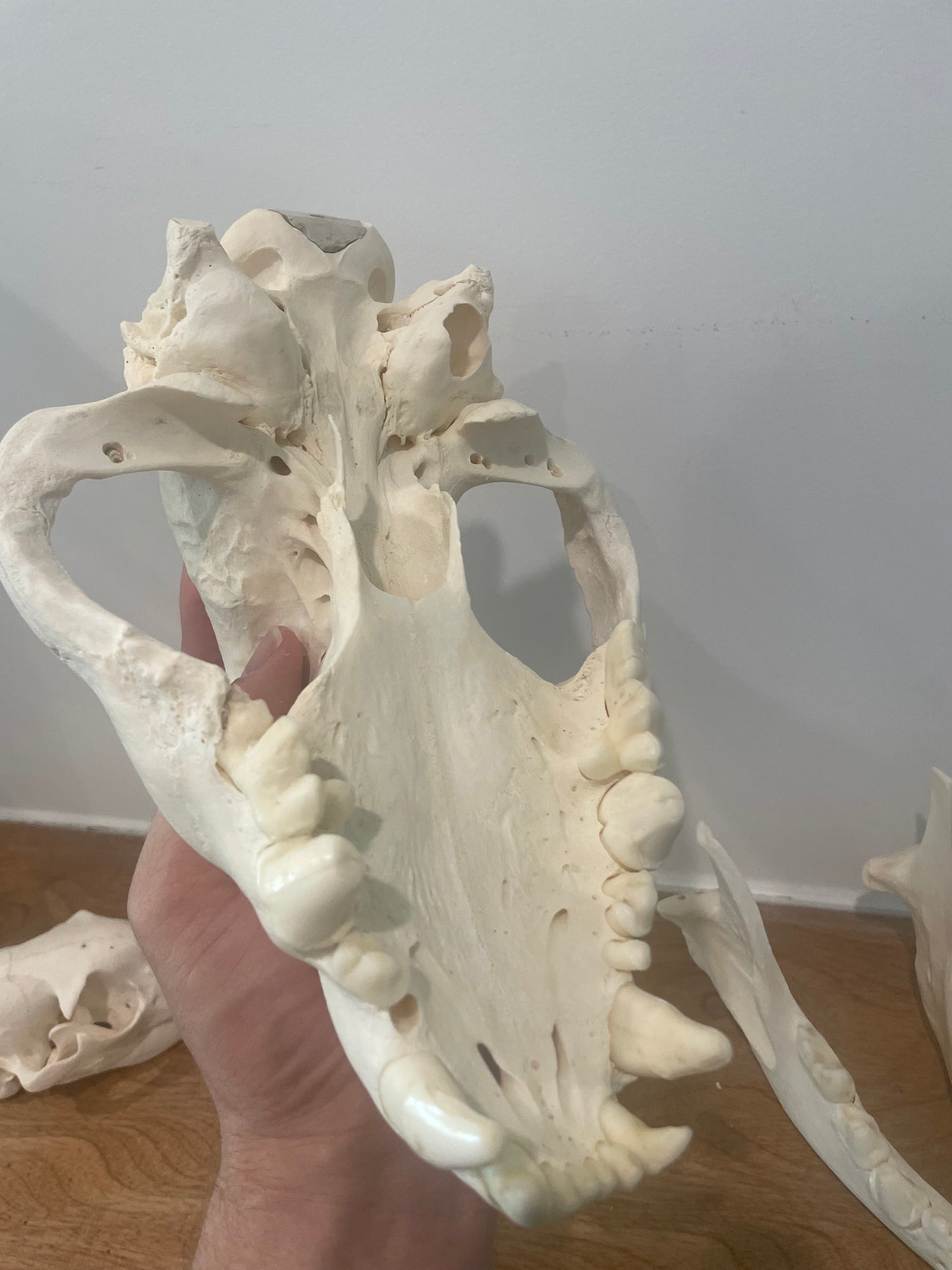Hyena Skull
