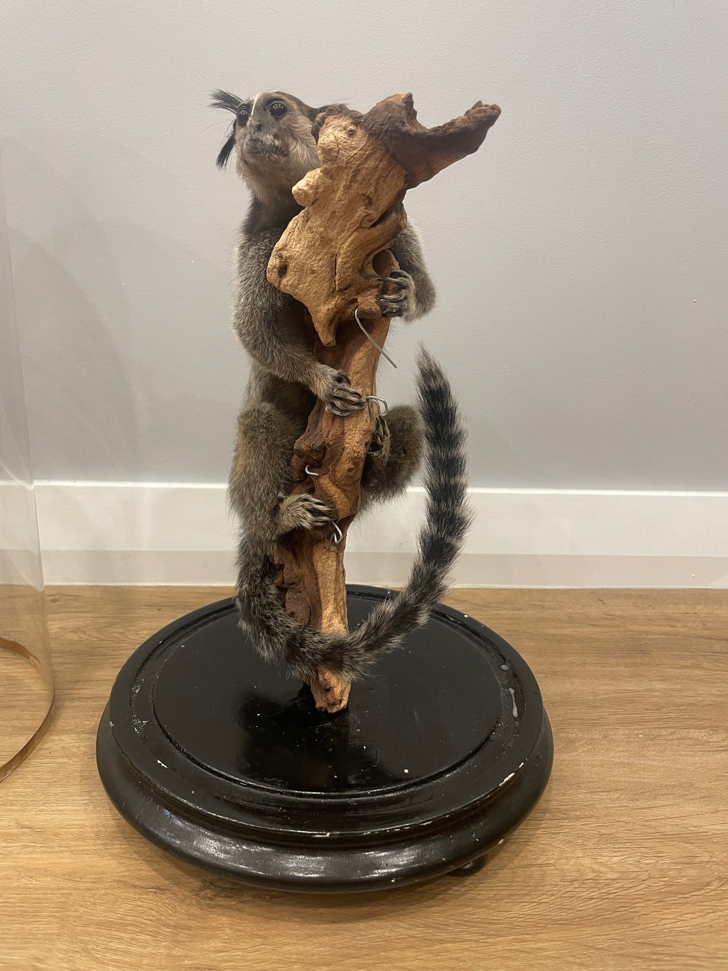 Black-Tufted Marmoset in Antique Dome