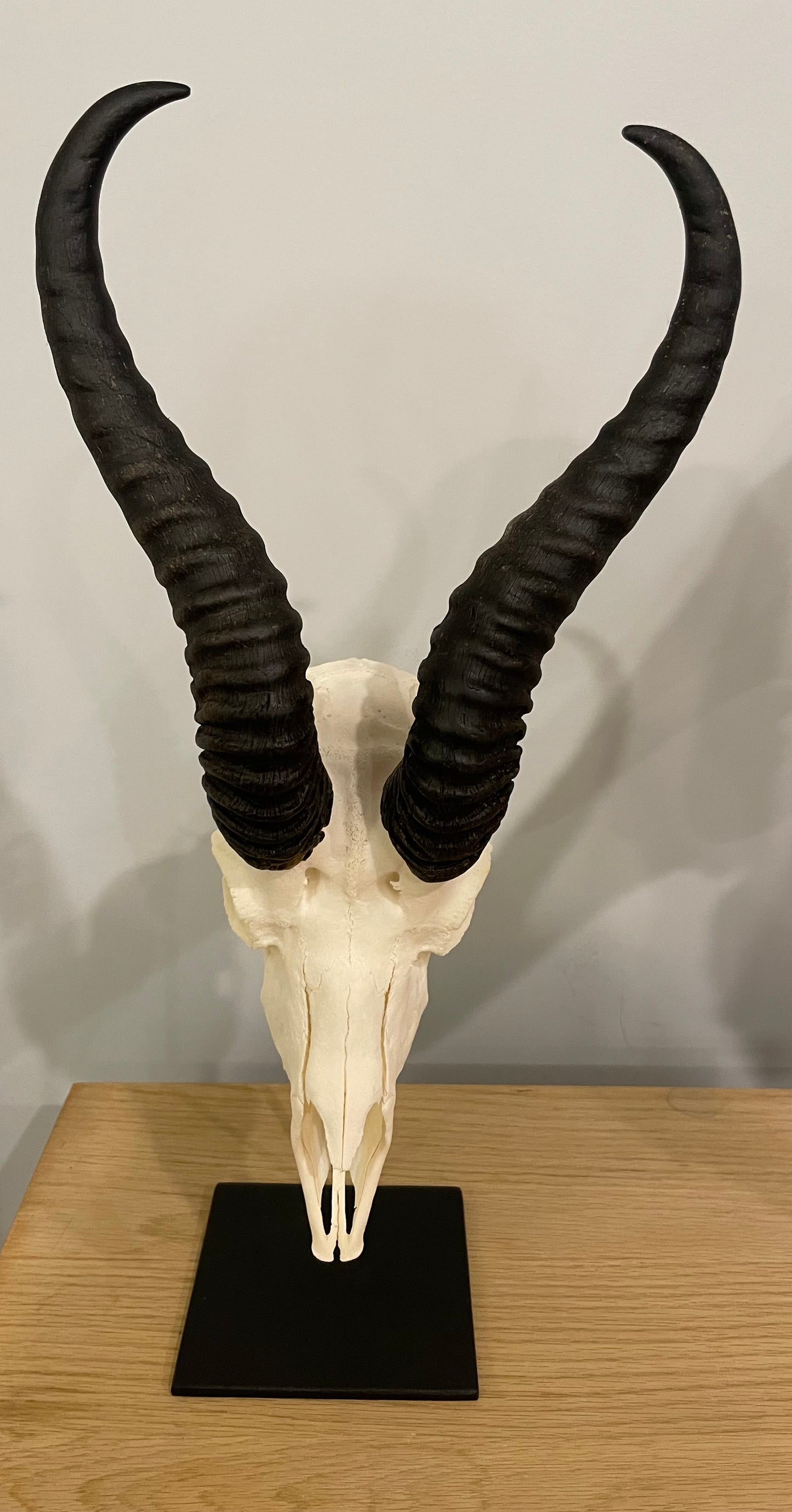 Springbok Skull