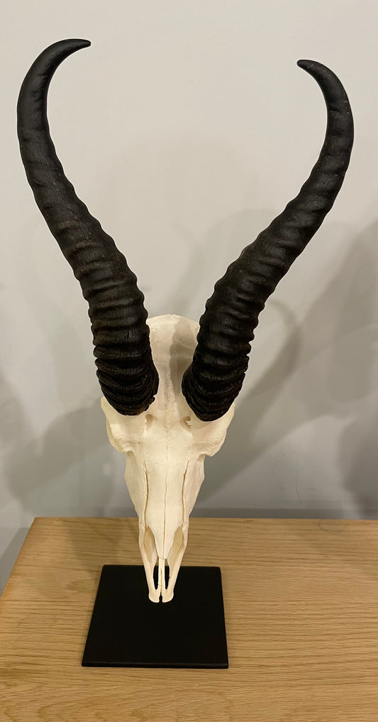 Springbok Skull