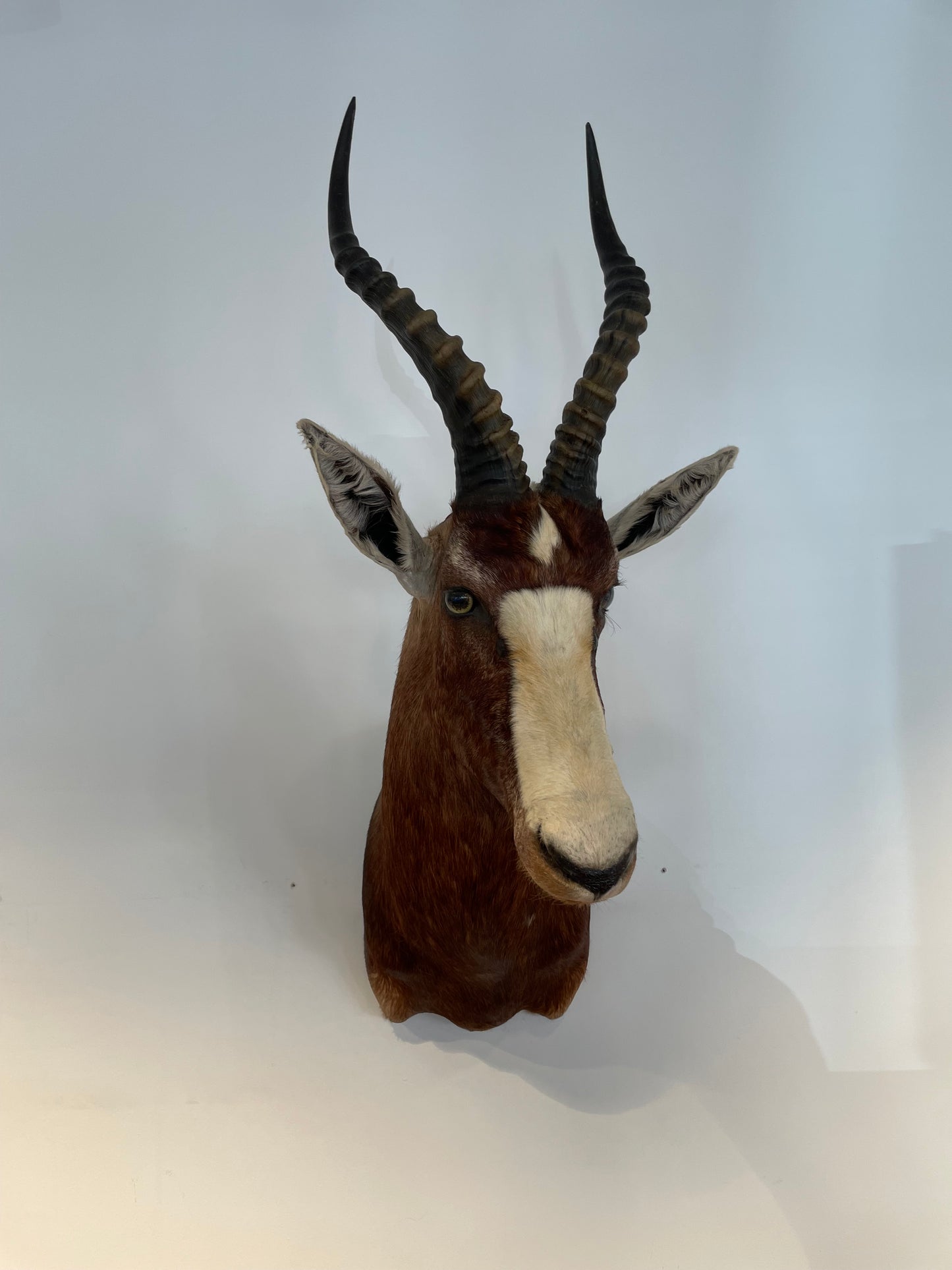 Blesbok