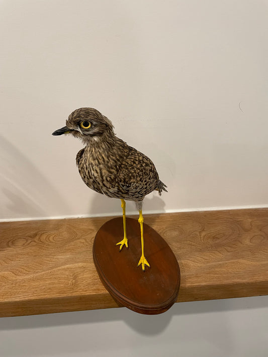 Spotted Thick-Knee