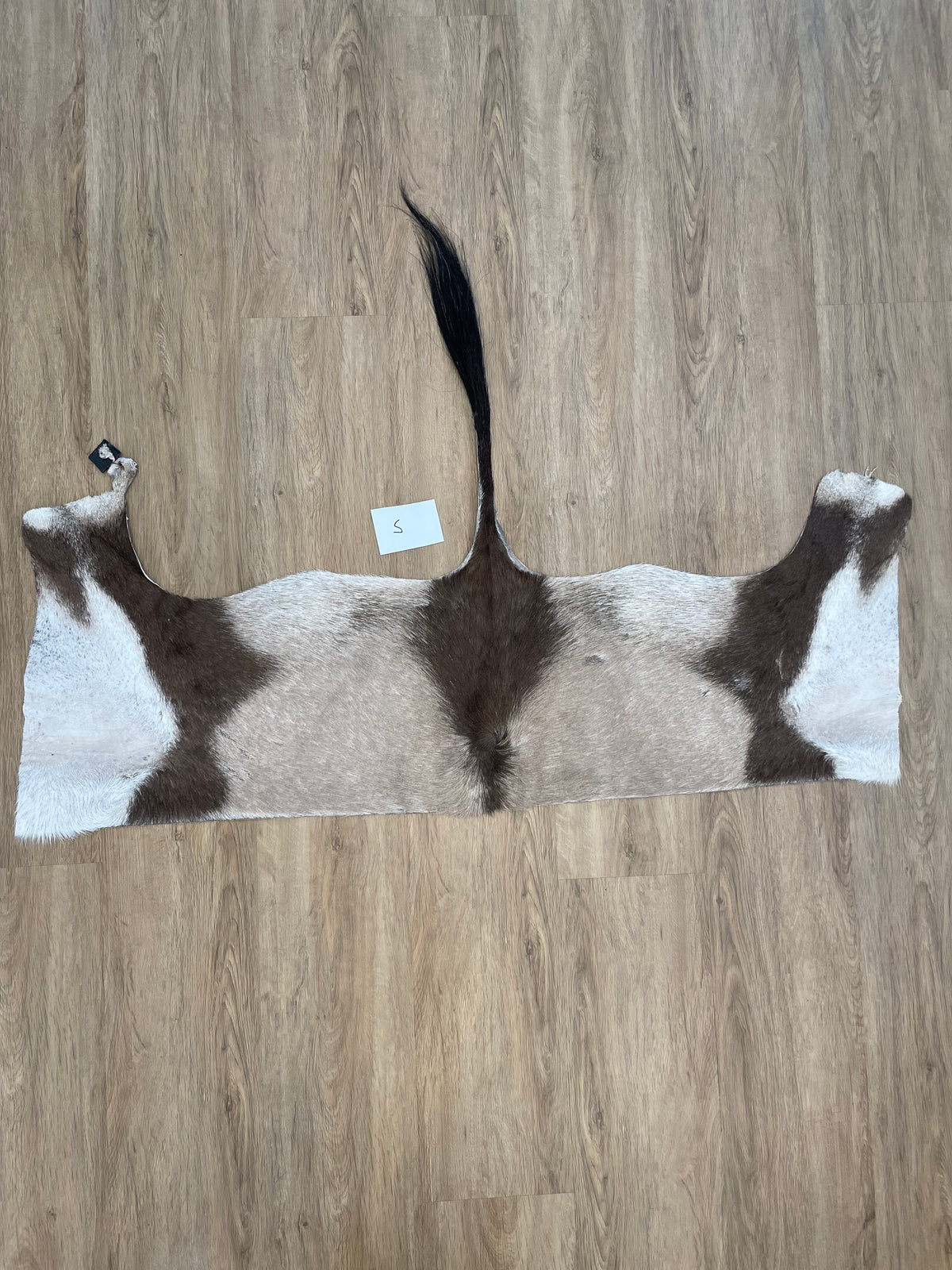 Gemsbok back Skin