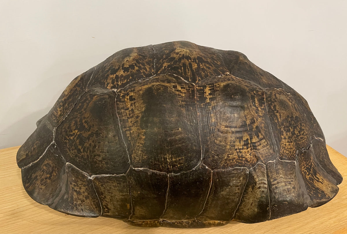 Leopard Tortoise Shell Large