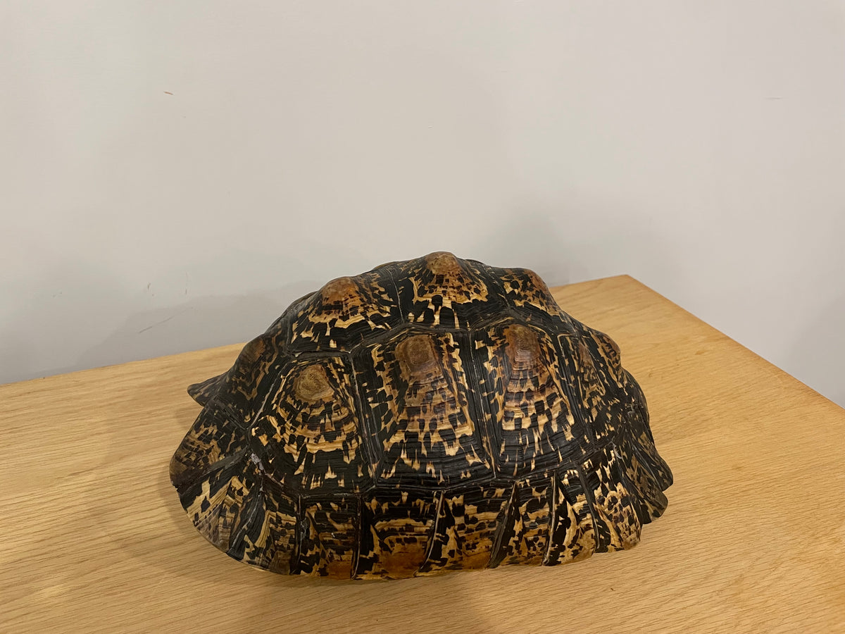 Leopard Tortoise Shell