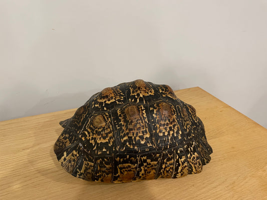 Leopard Tortoise Shell