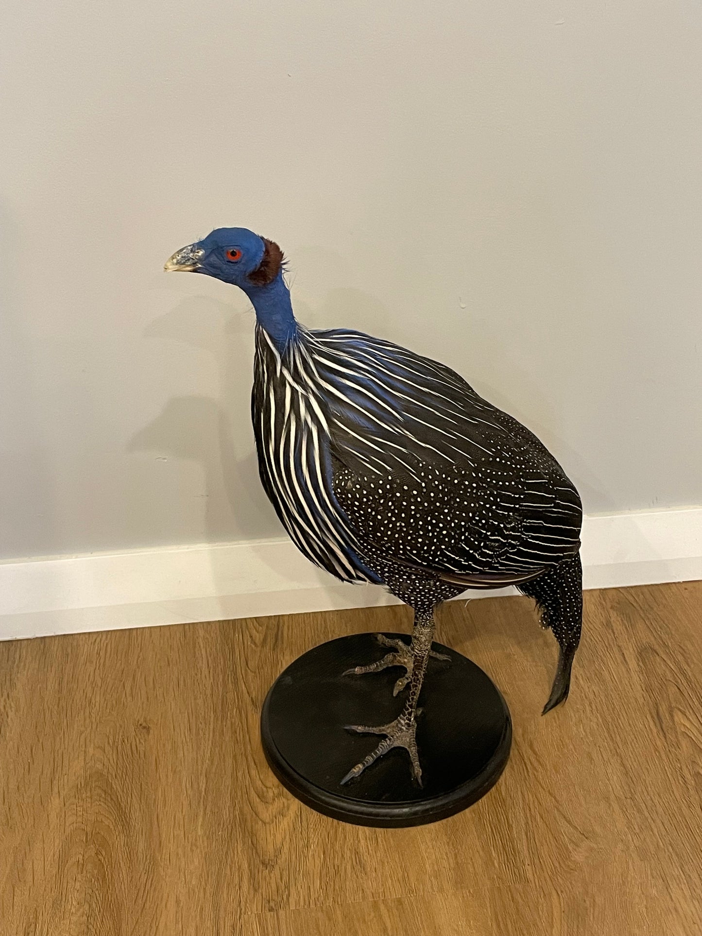 Vulturine Guinea Fowl