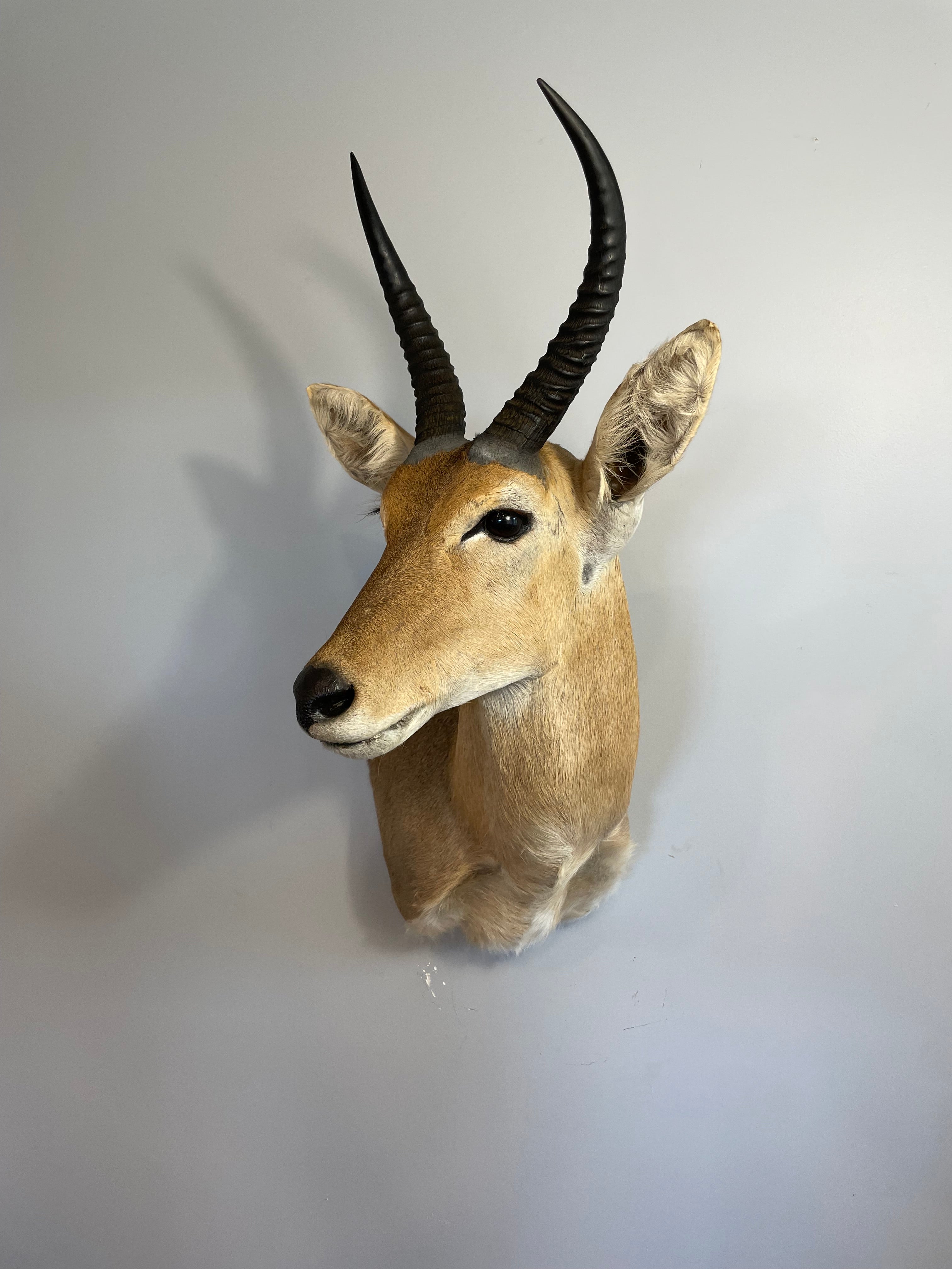 A Taxidermy Common Reedbuck for Sale – The New Zealand Taxidermy Store