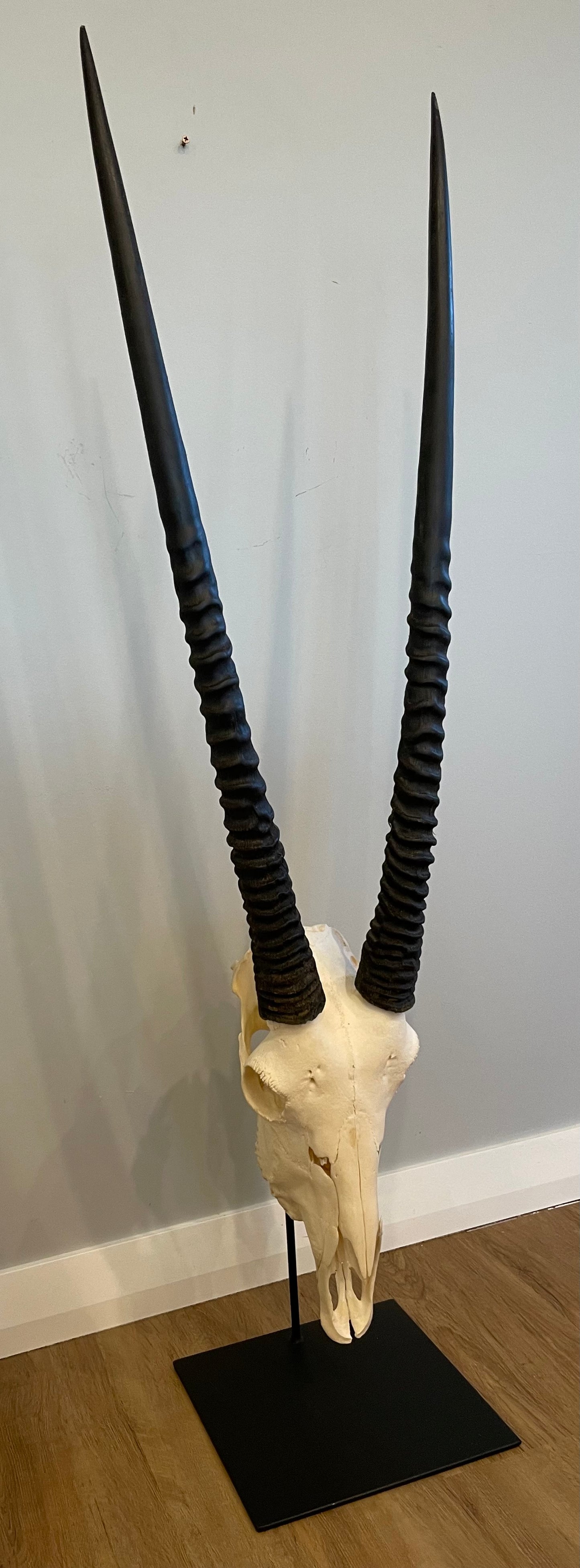 Gemsbok Skull