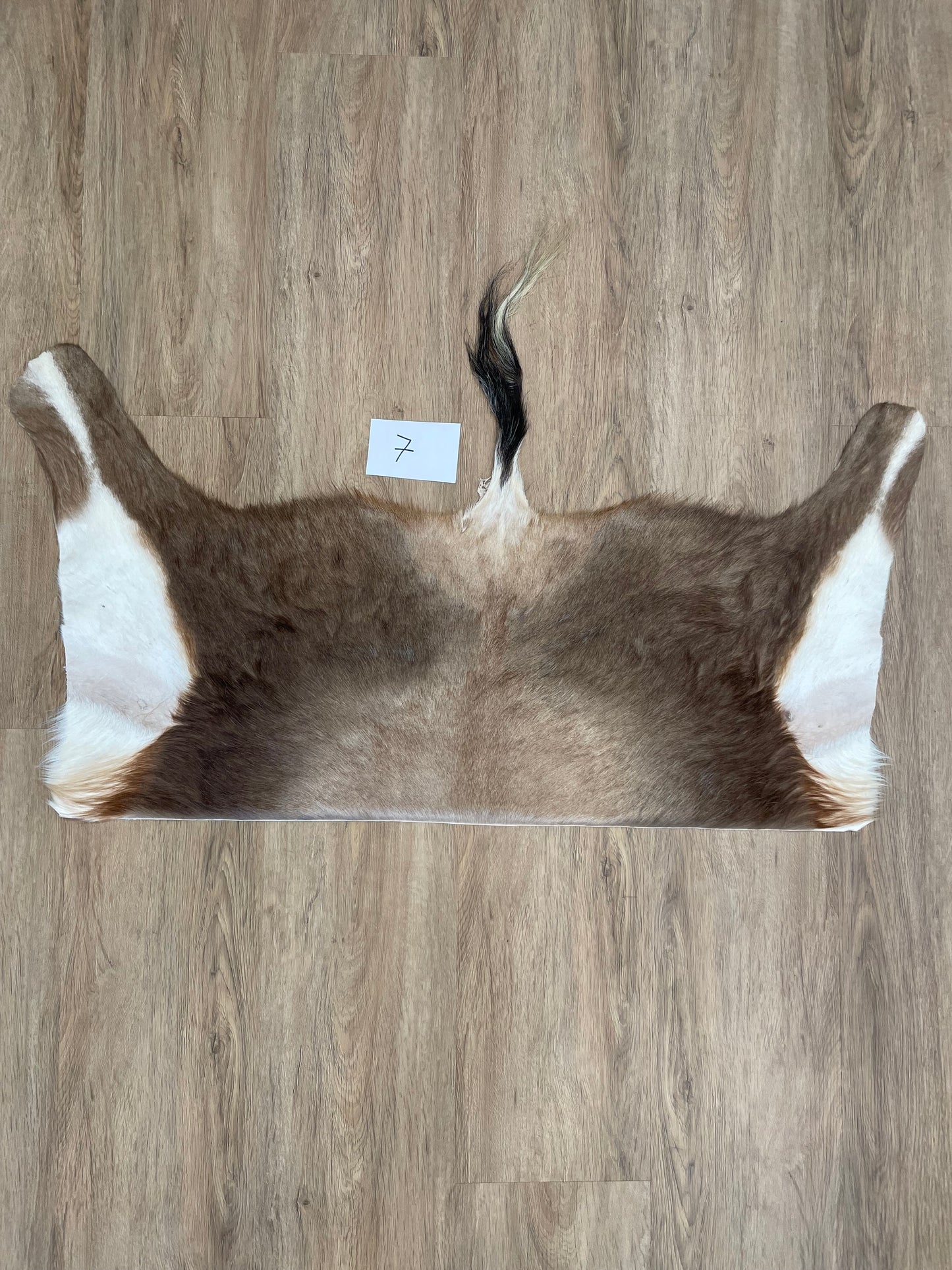 Blesbok back Skin