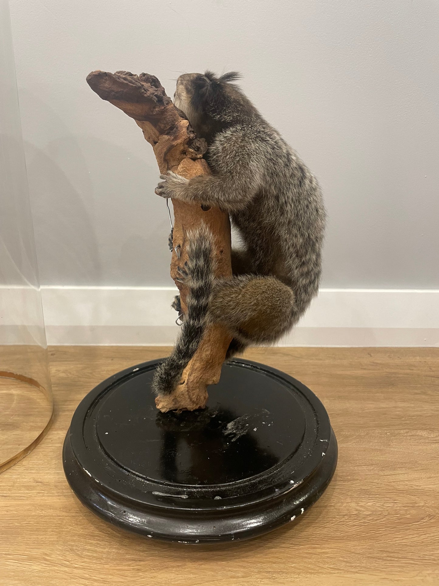 Black-Tufted Marmoset in Antique Dome