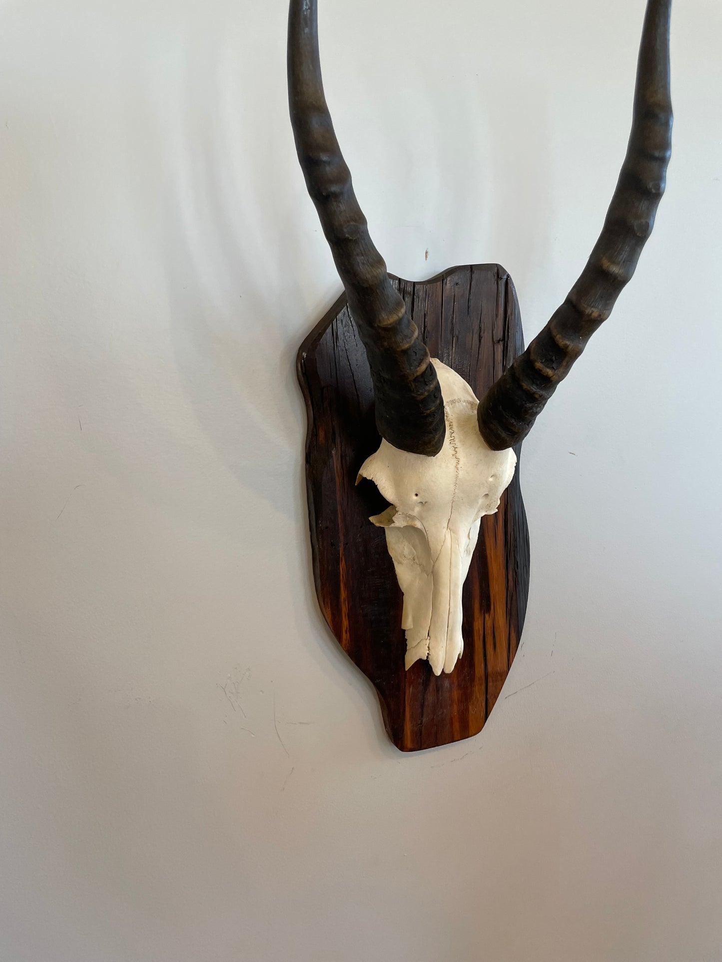Blesbok Euro Mount