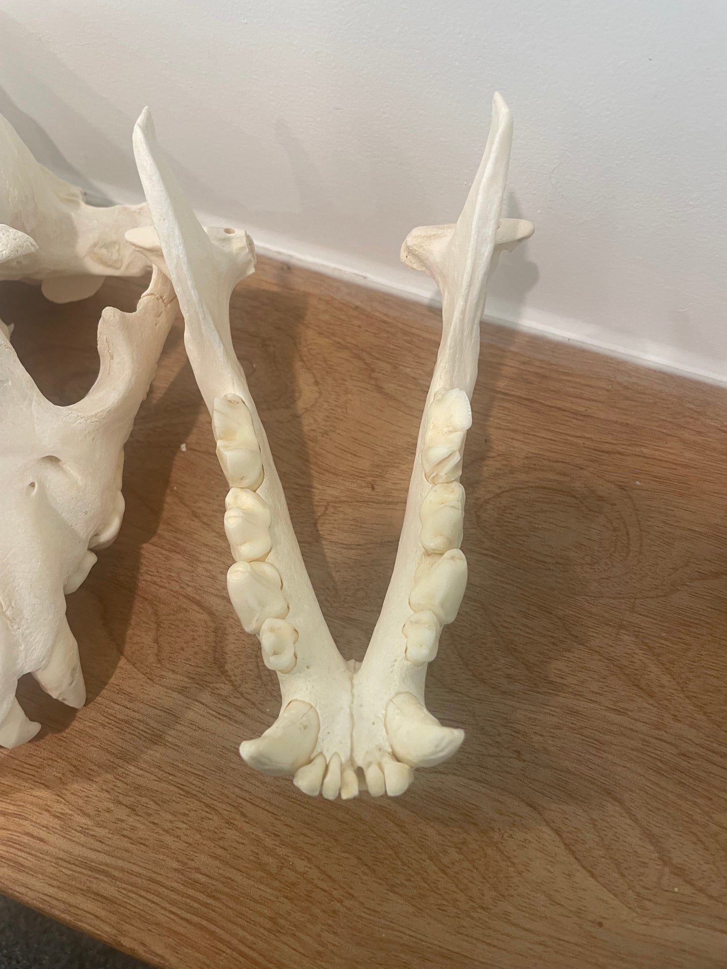 Hyena Skull