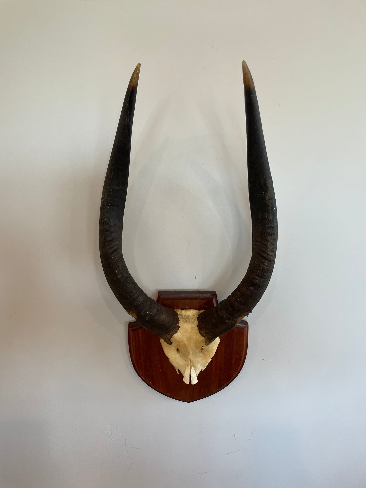 Nyala Euro Mount