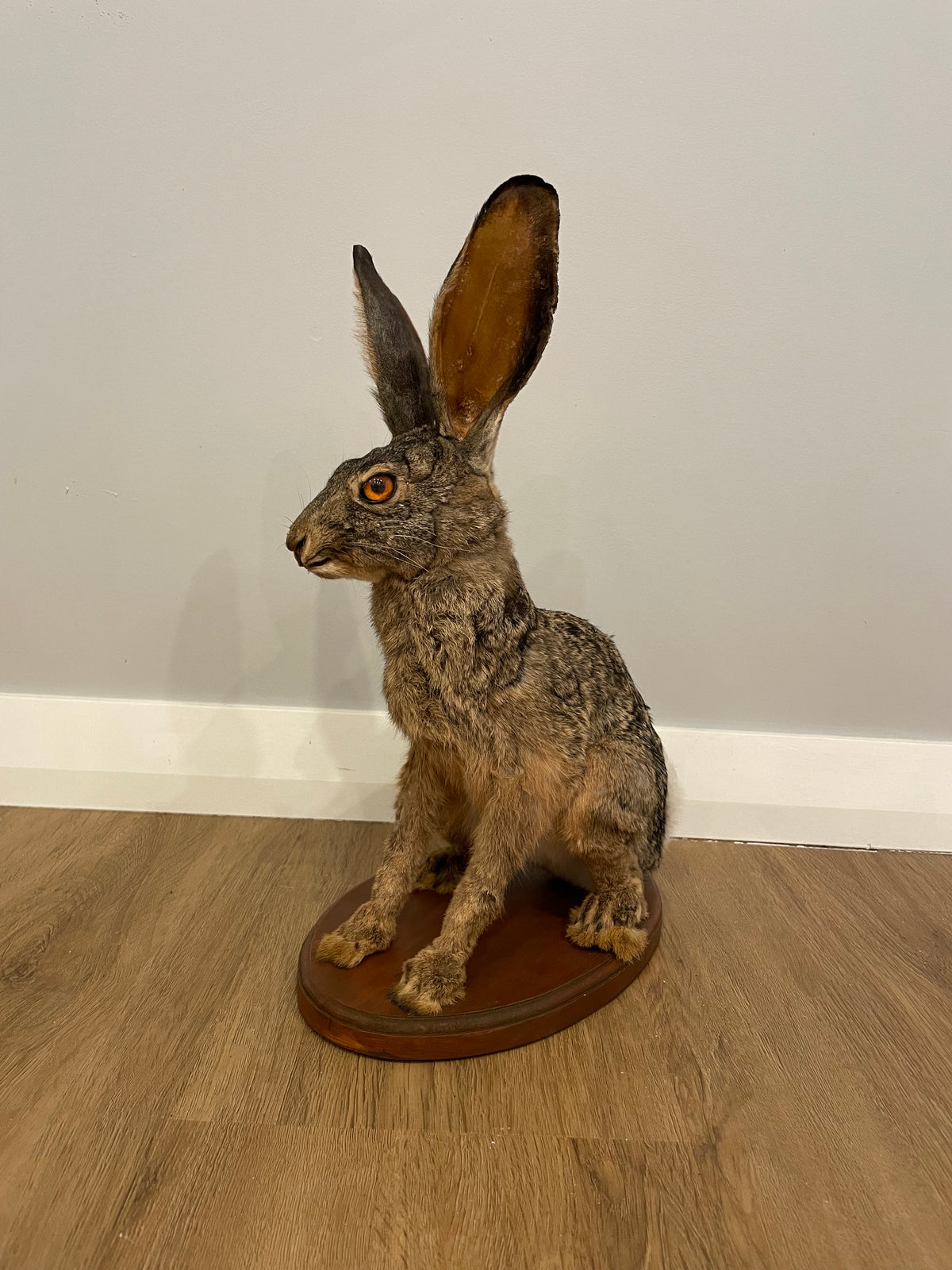 Cape Hare