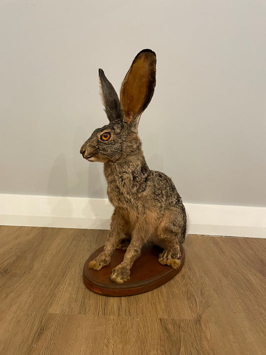 Cape Hare