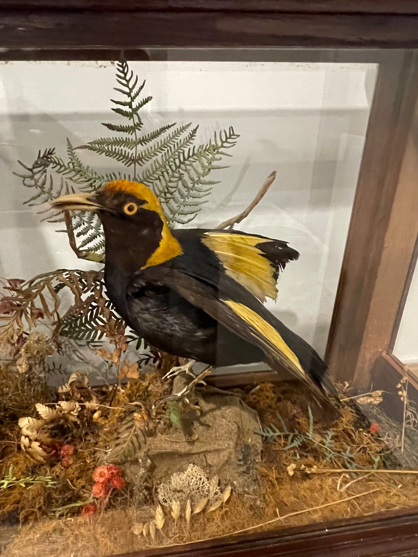 Regent Bowerbird
