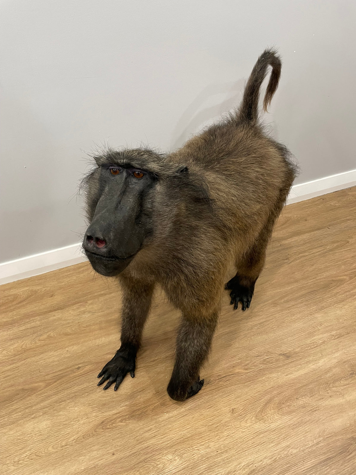 Chacma Baboon