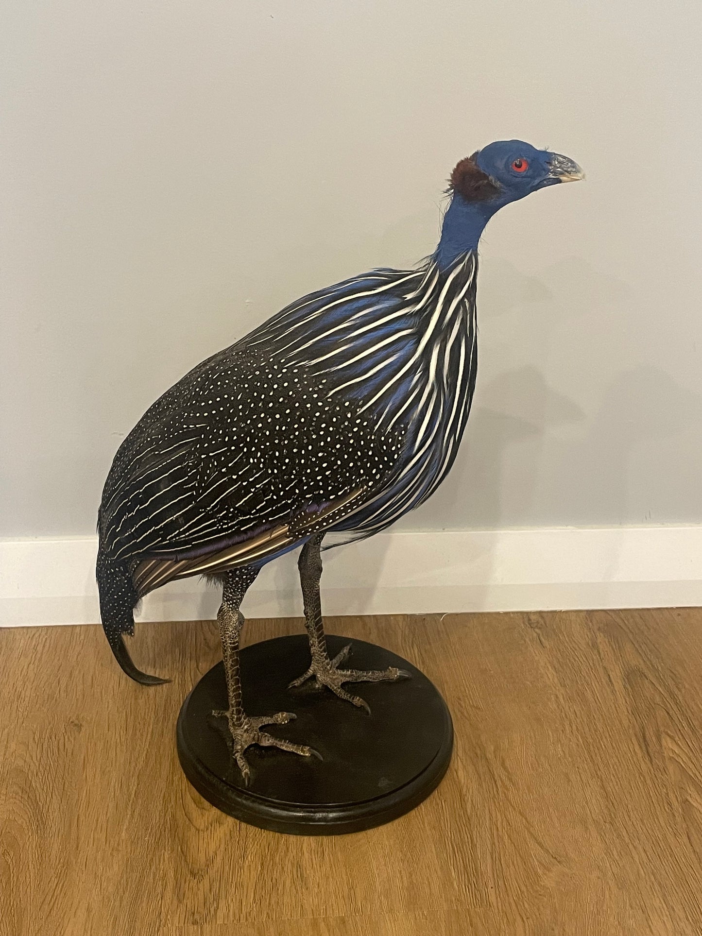 Vulturine Guinea Fowl