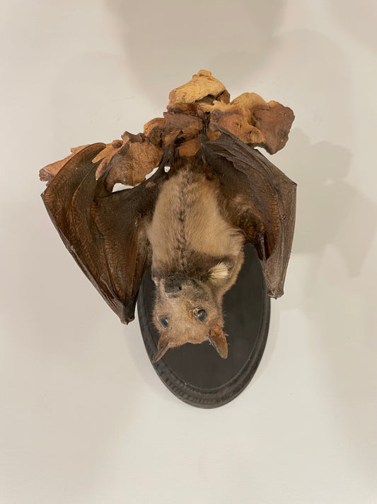 Wahlberg's epauletted fruit bat