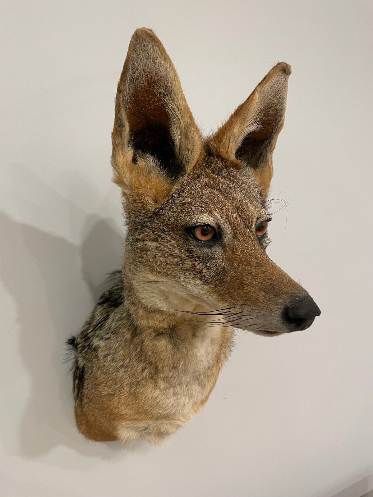 Black-Backed Jackal Shoulder Mount