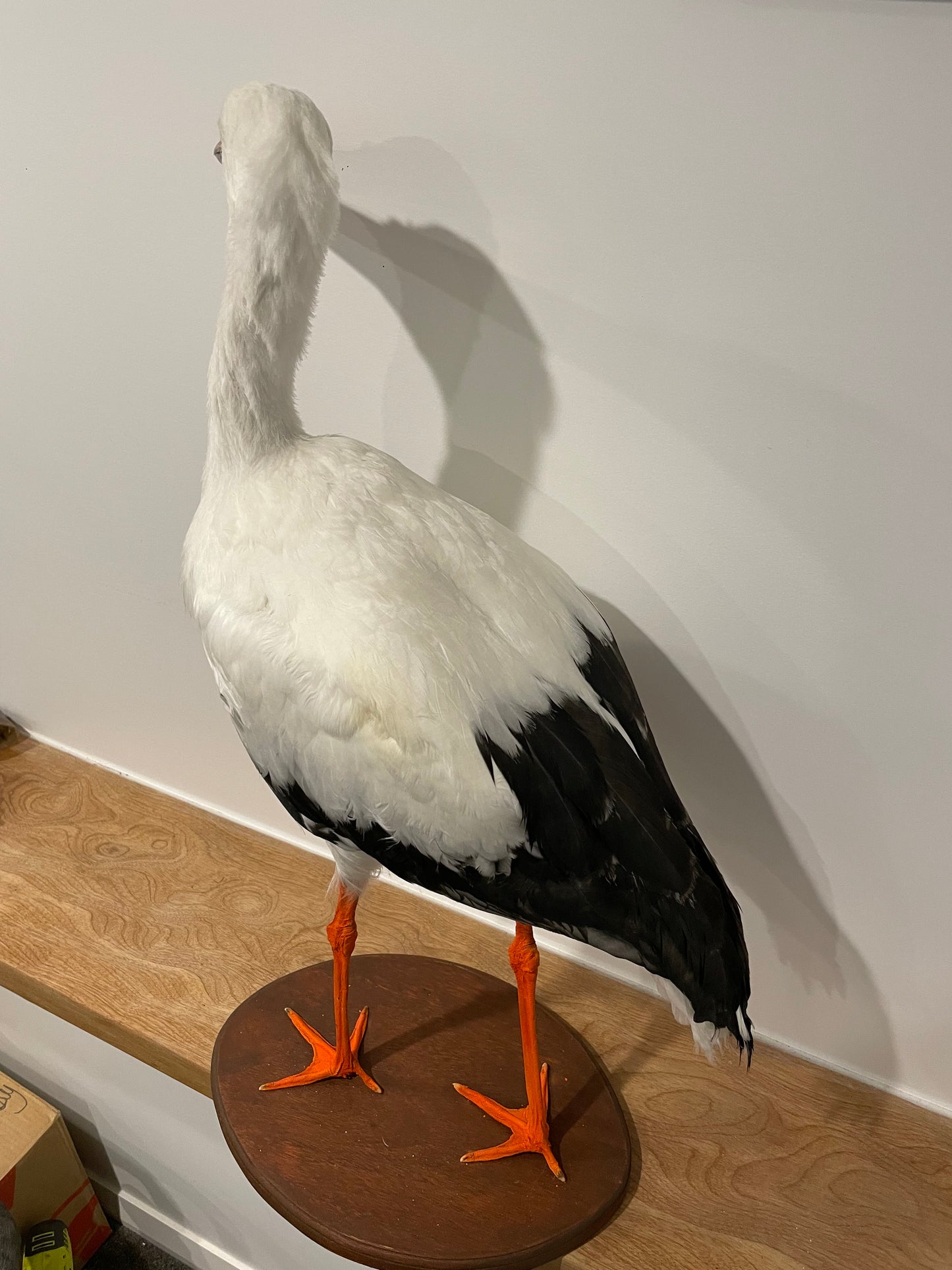 White Stork