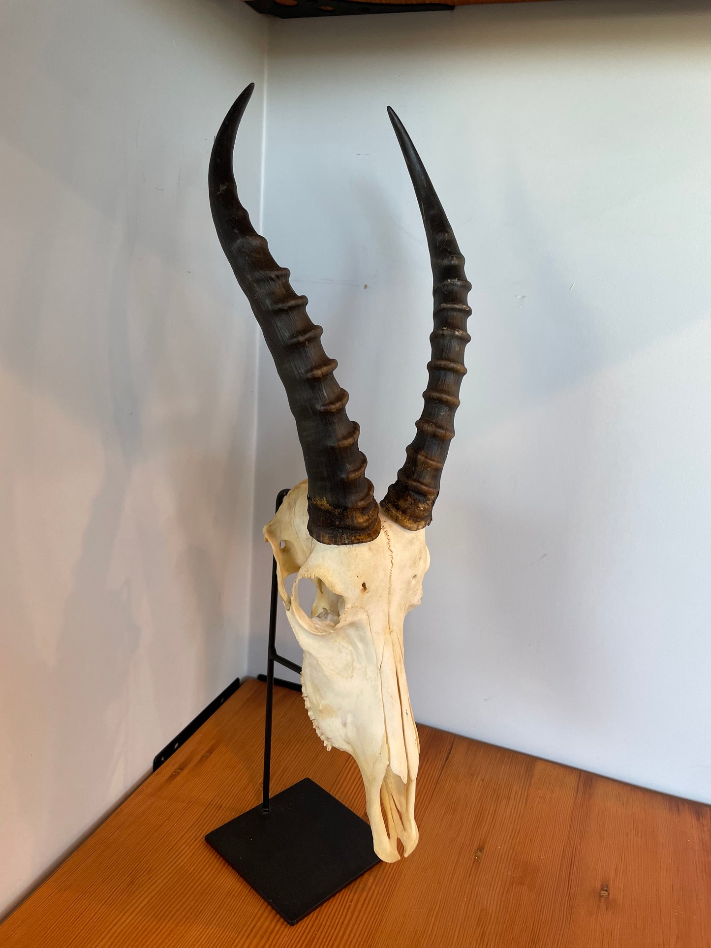 Blesbok Skull