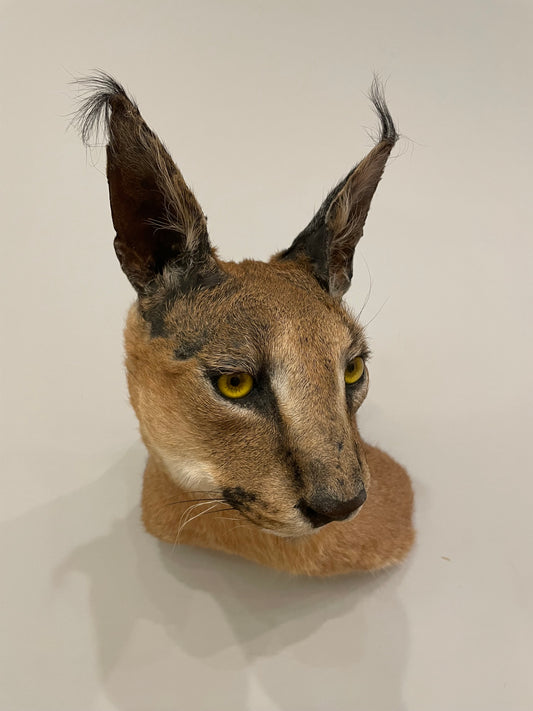 Caracal
