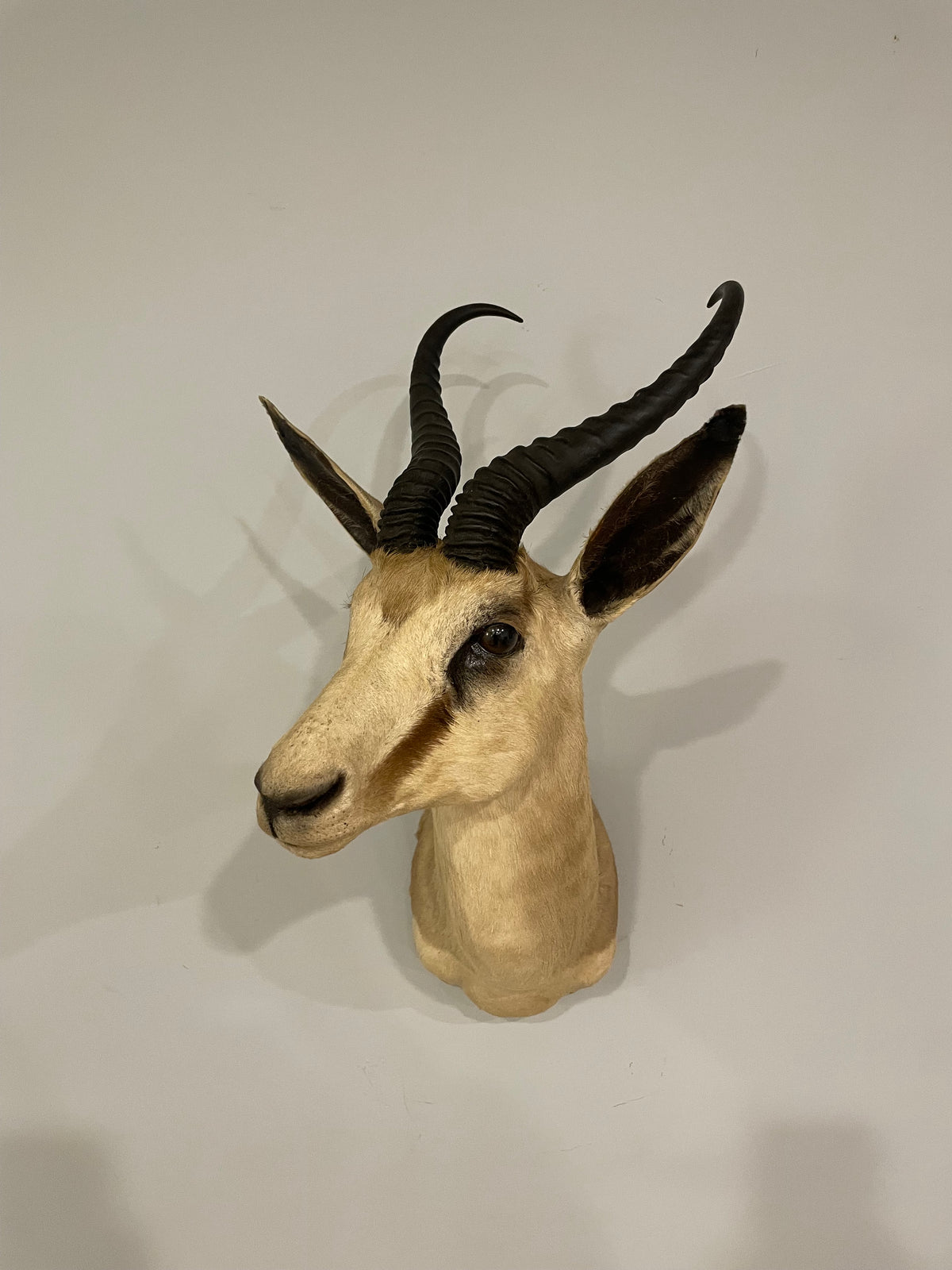 Springbok