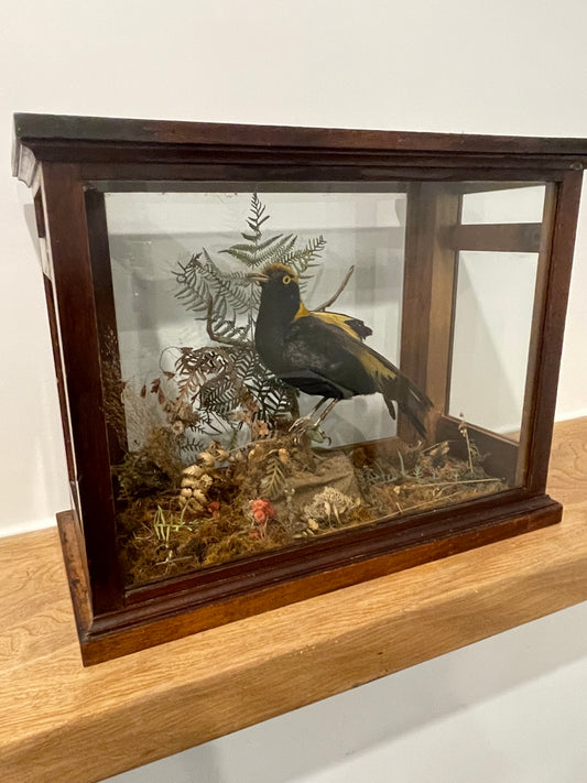 Regent Bowerbird