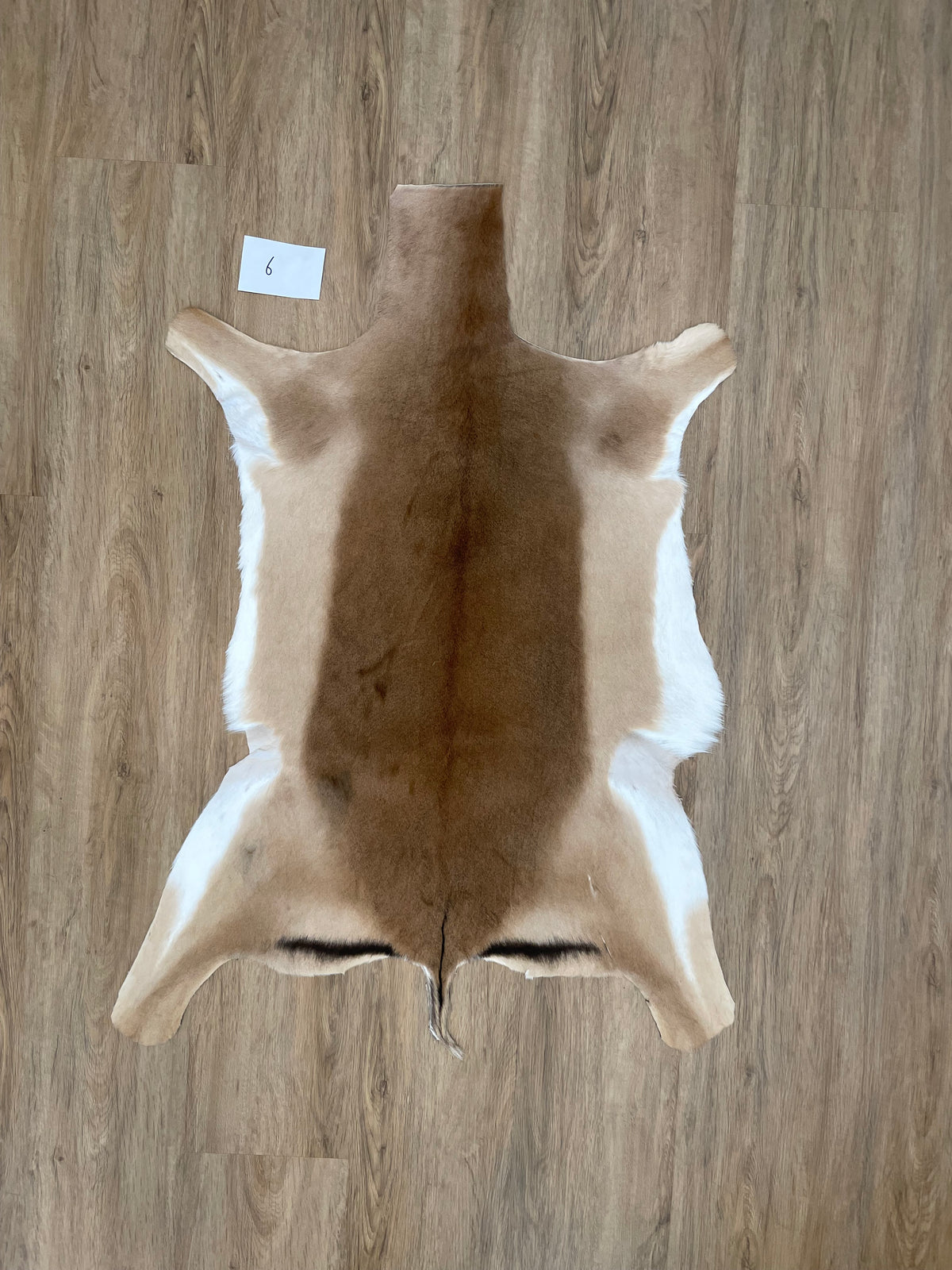 Impala Skin