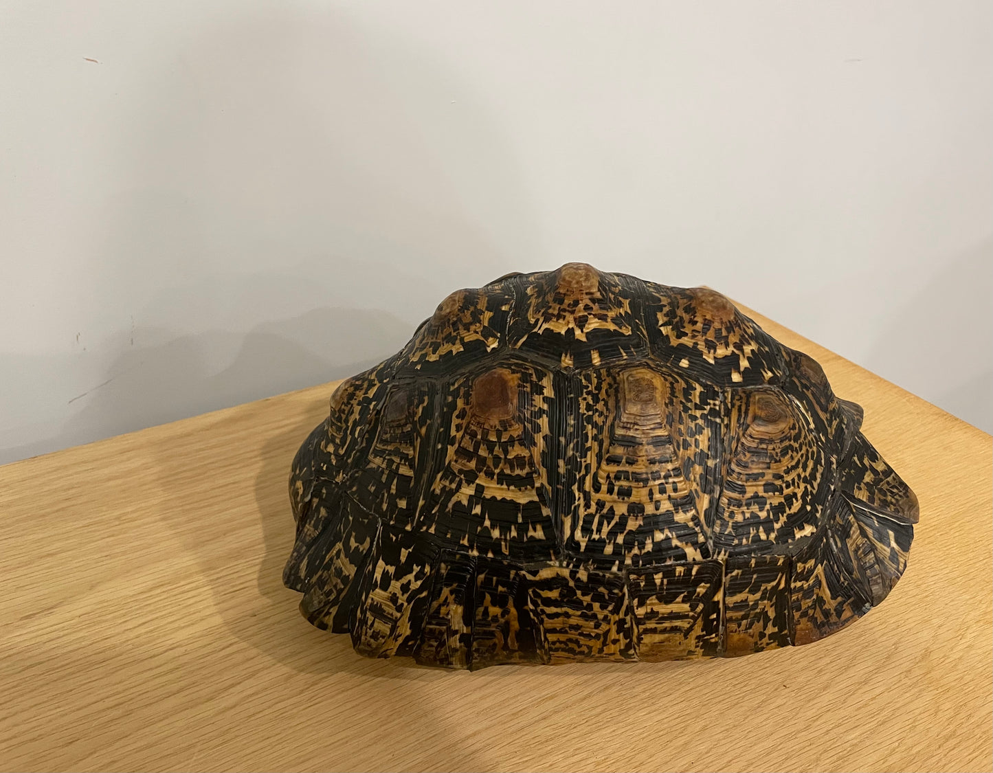 Leopard Tortoise Shell