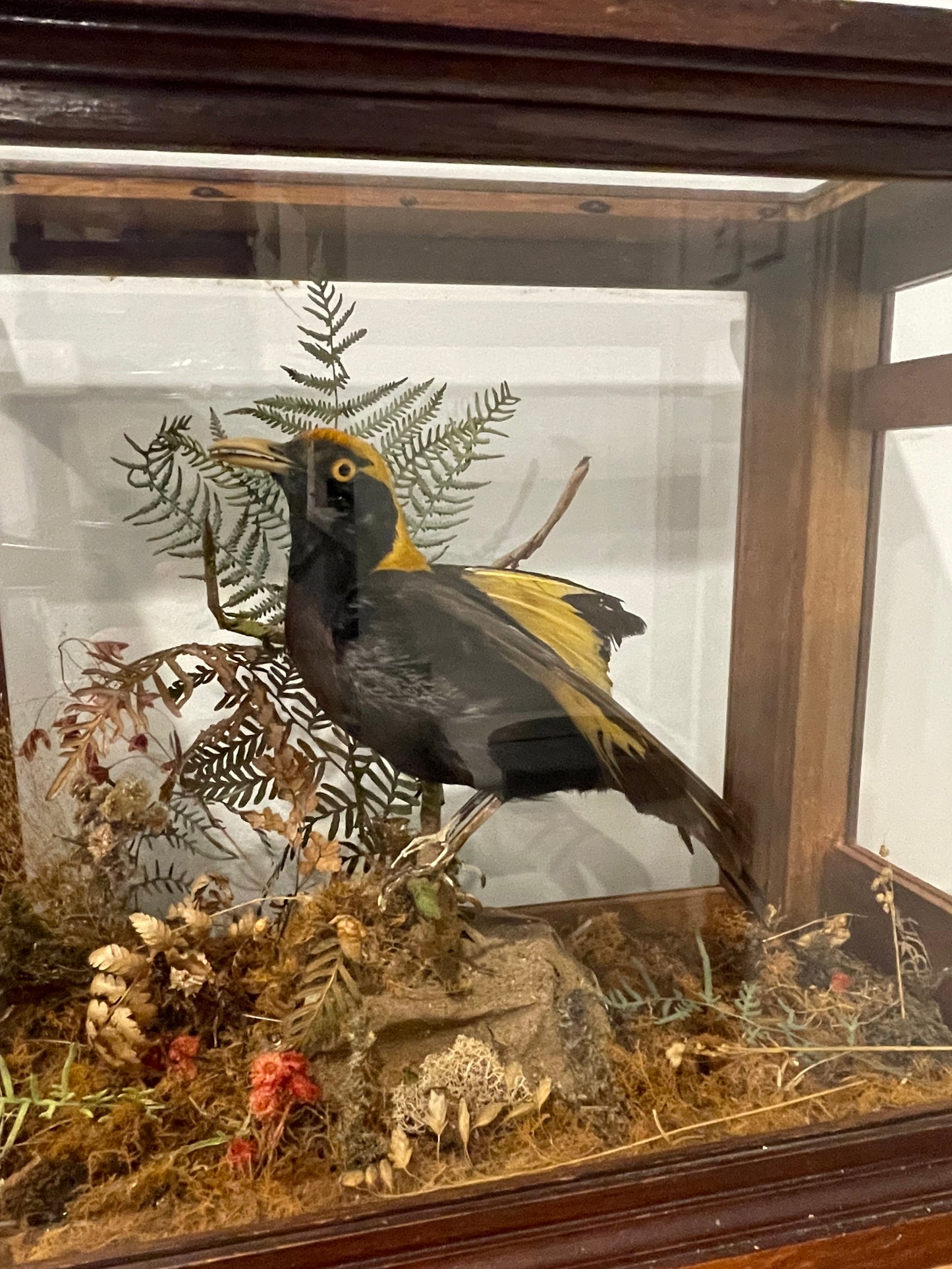 Regent Bowerbird