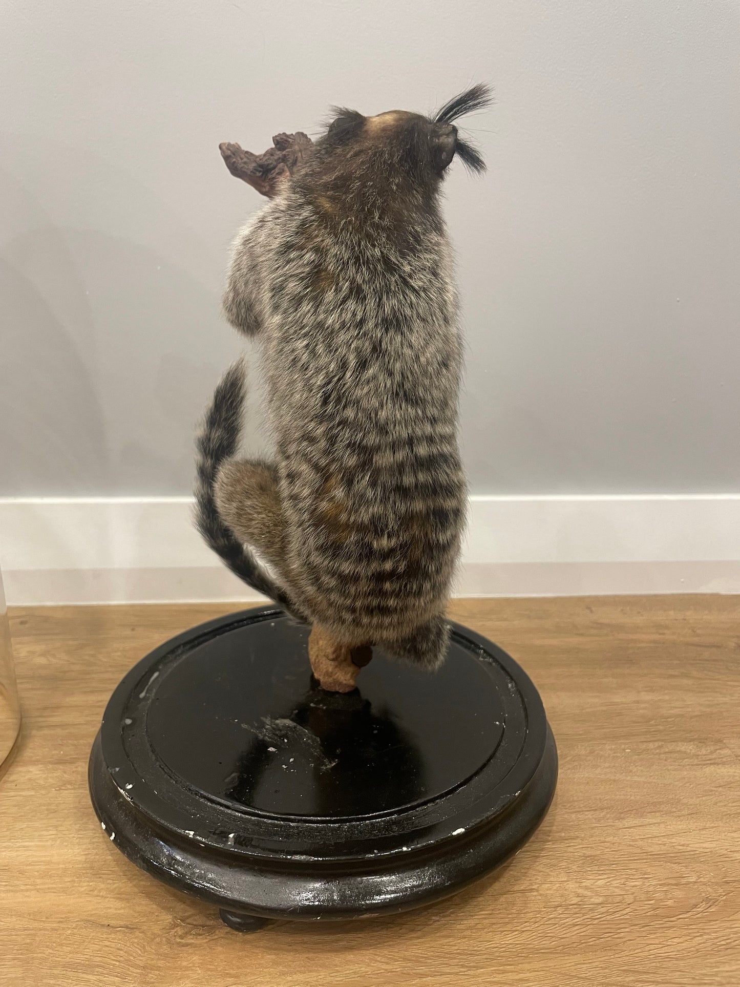 Black-Tufted Marmoset in Antique Dome