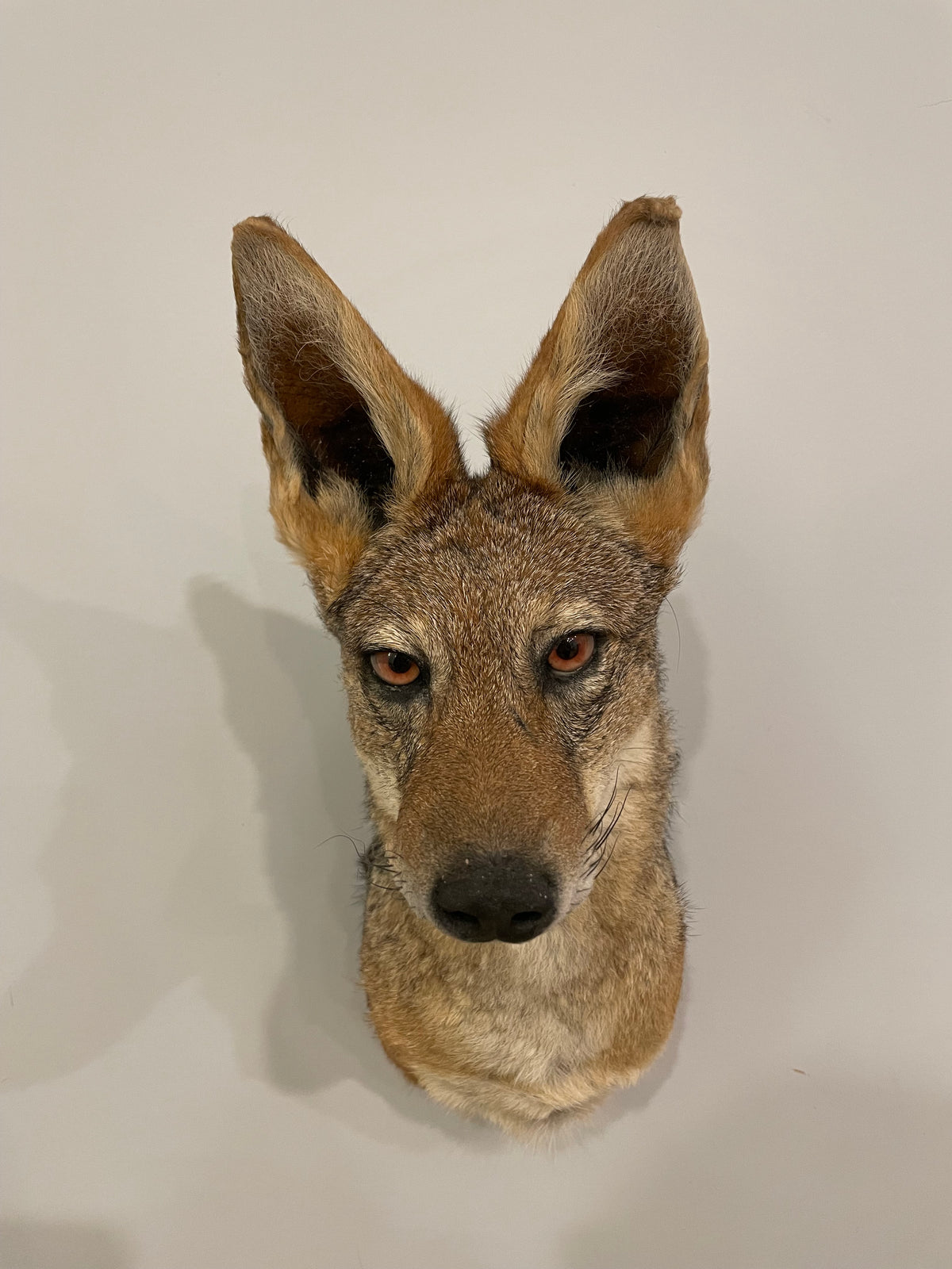 Black-Backed Jackal Shoulder Mount